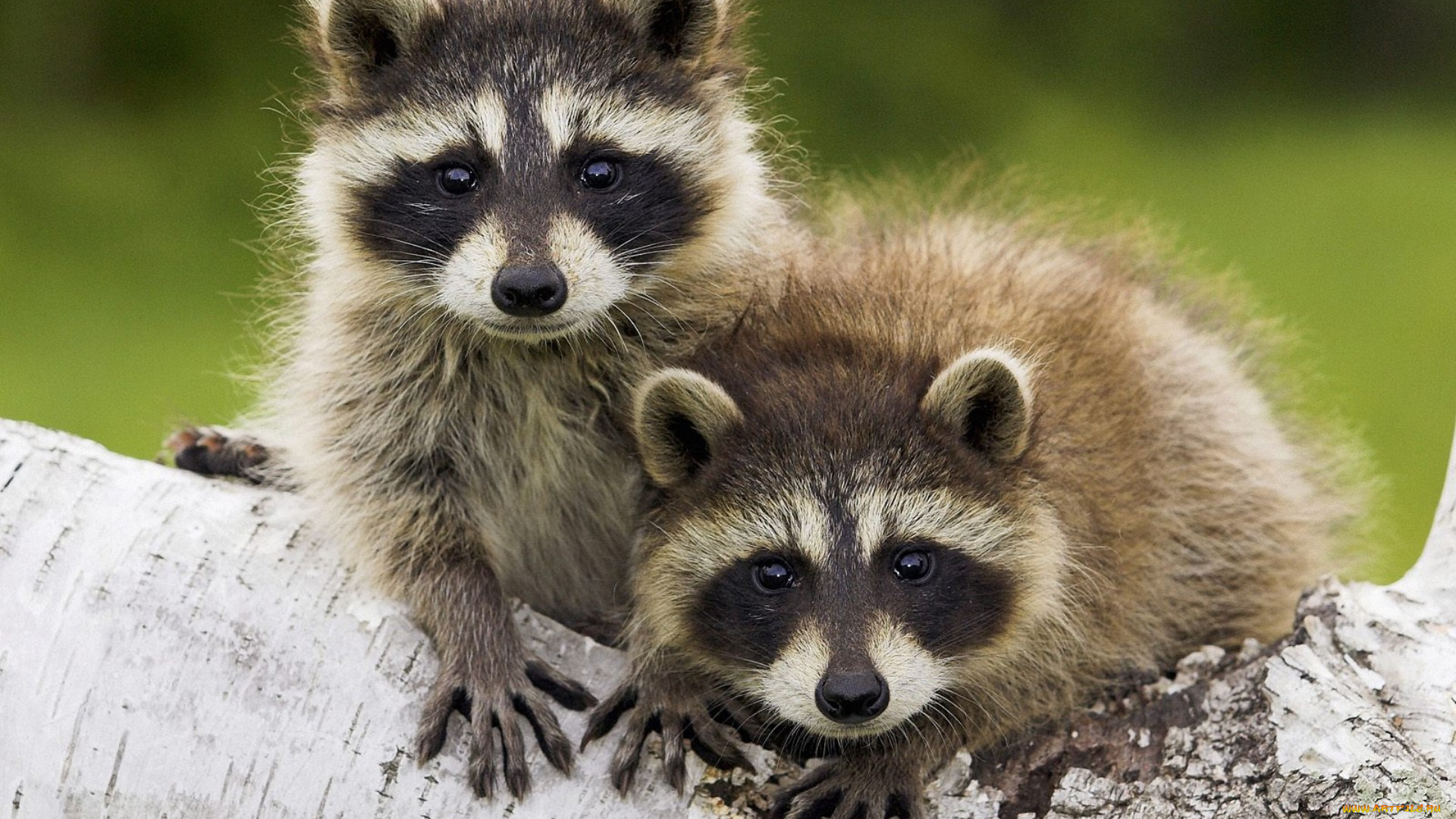 животные, еноты