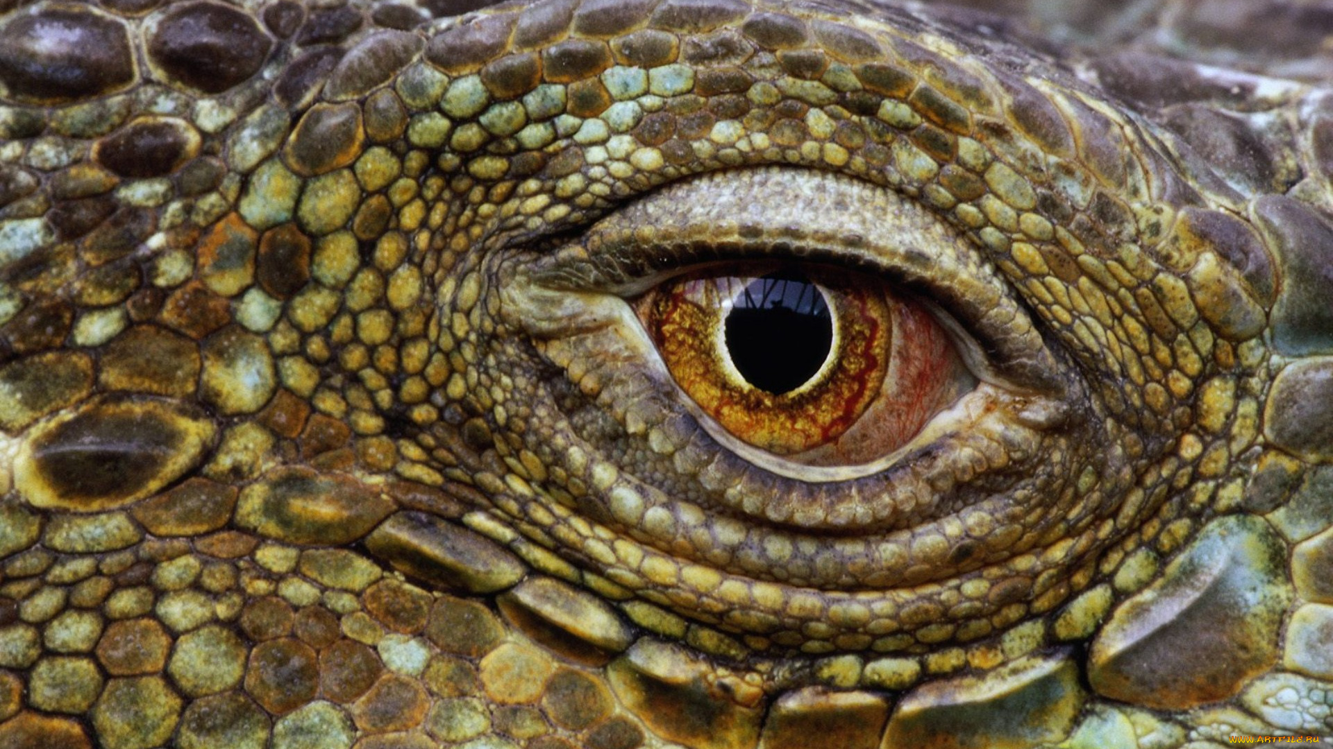 животные, крокодилы