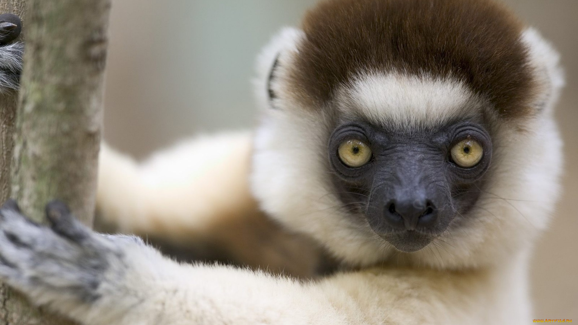 животные, лемуры