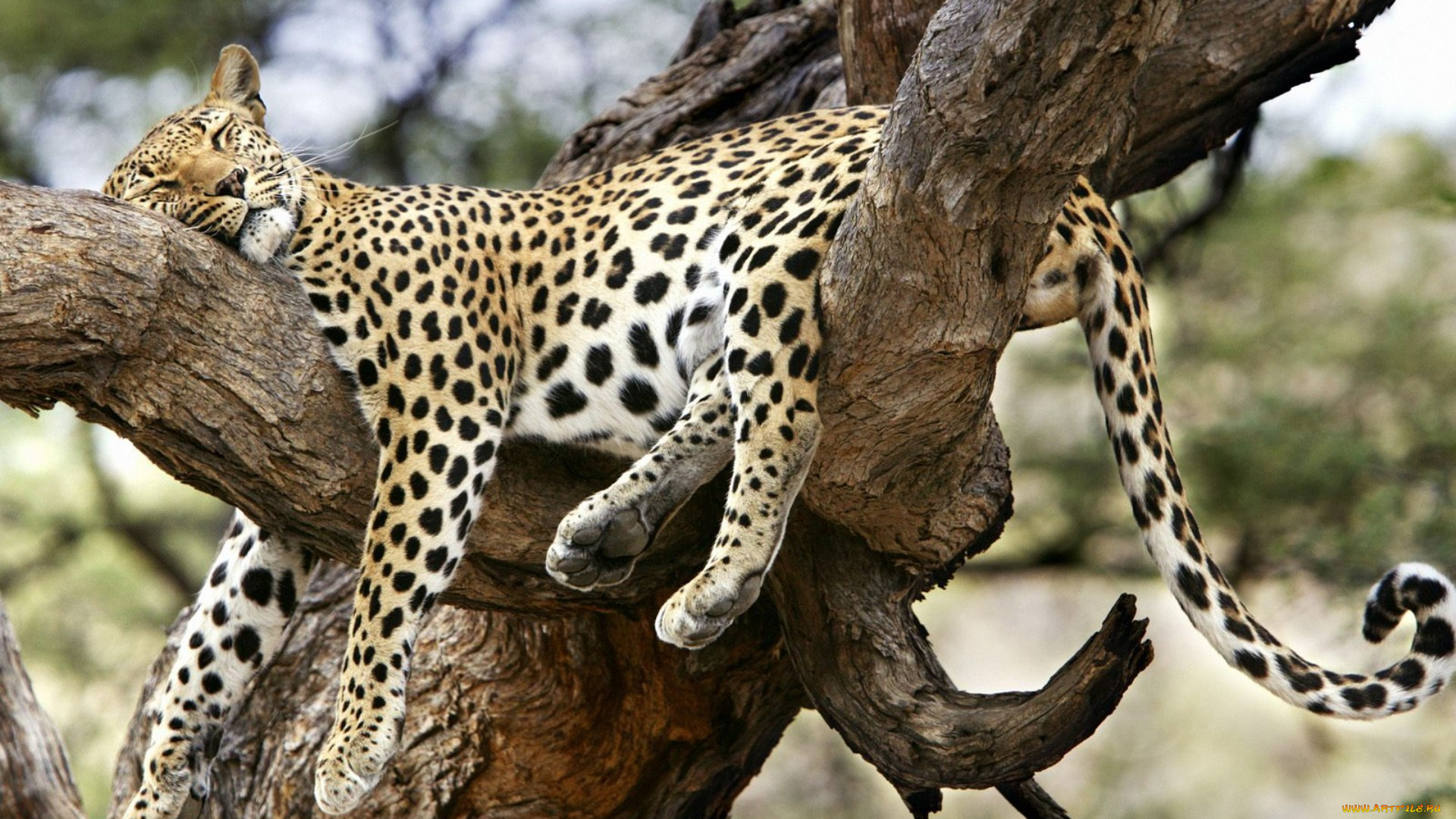 животные, леопарды