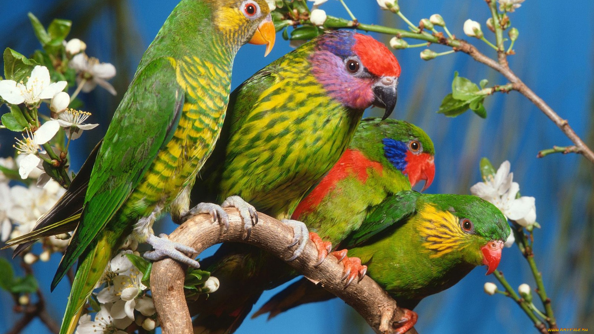 животные, попугаи