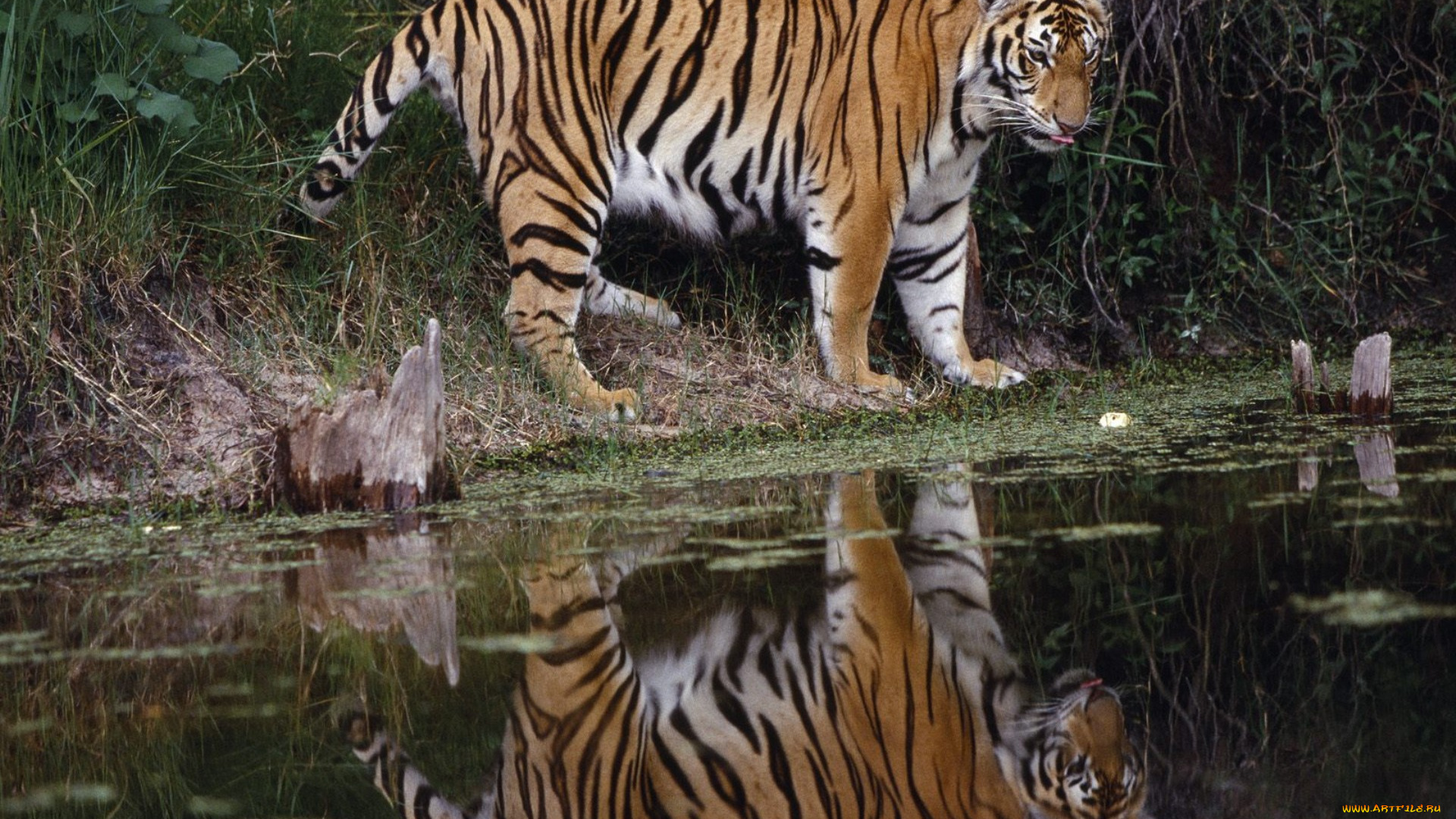 животные, тигры