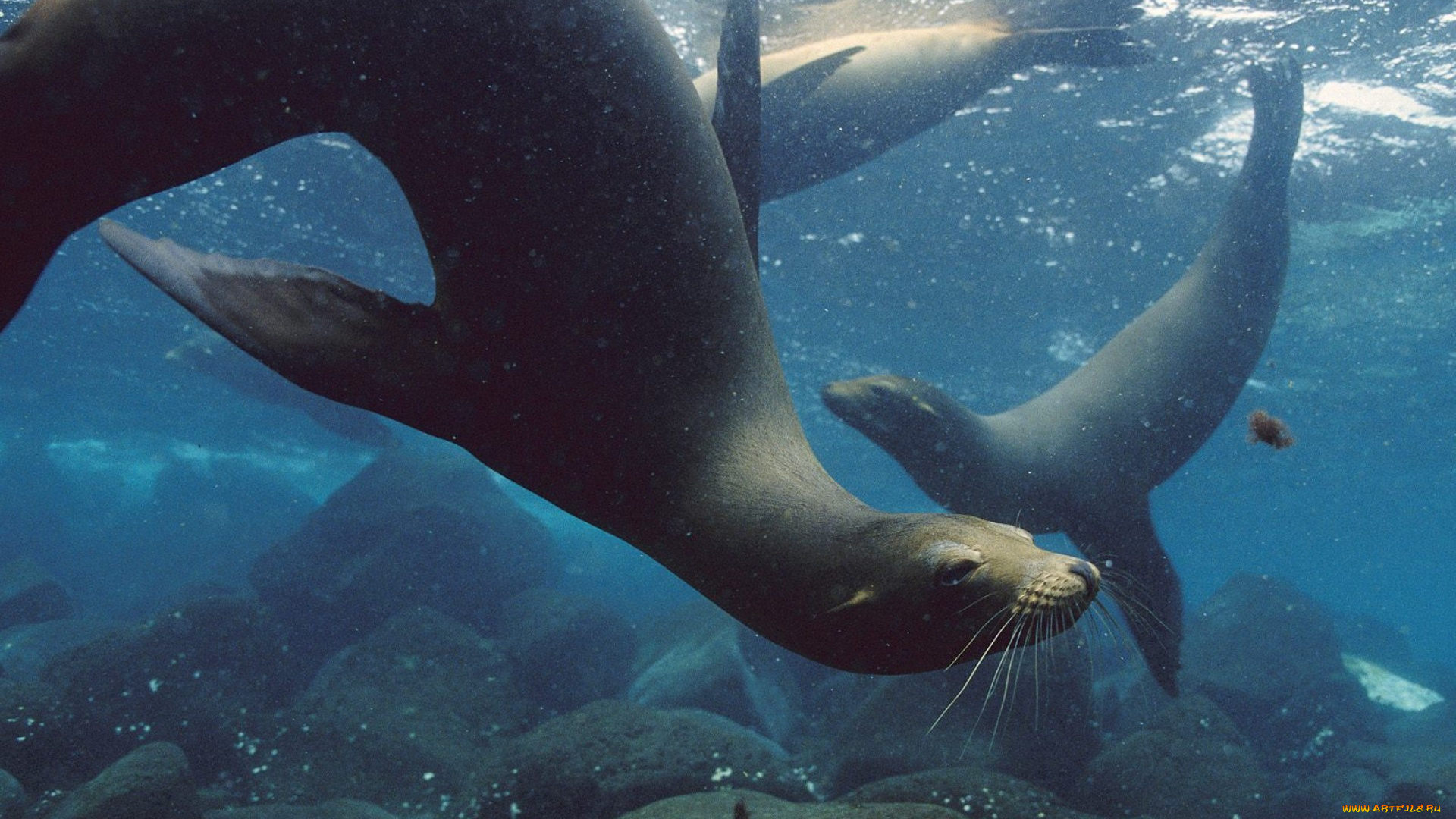 животные, тюлени, морские, львы, котики