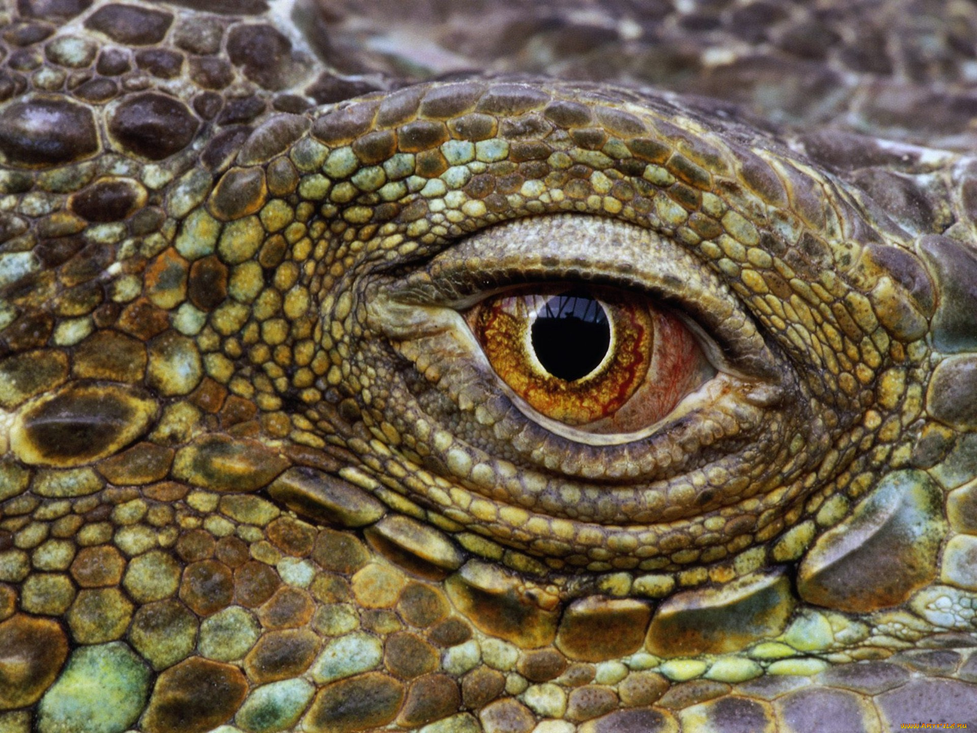 животные, крокодилы