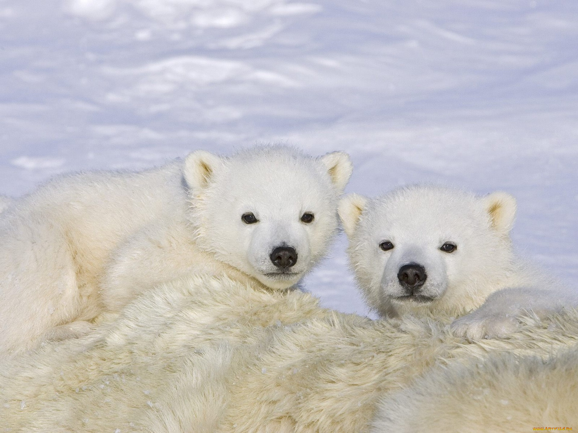 животные, медведи
