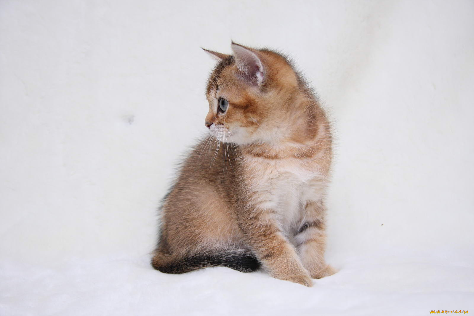 животные, коты, котенок