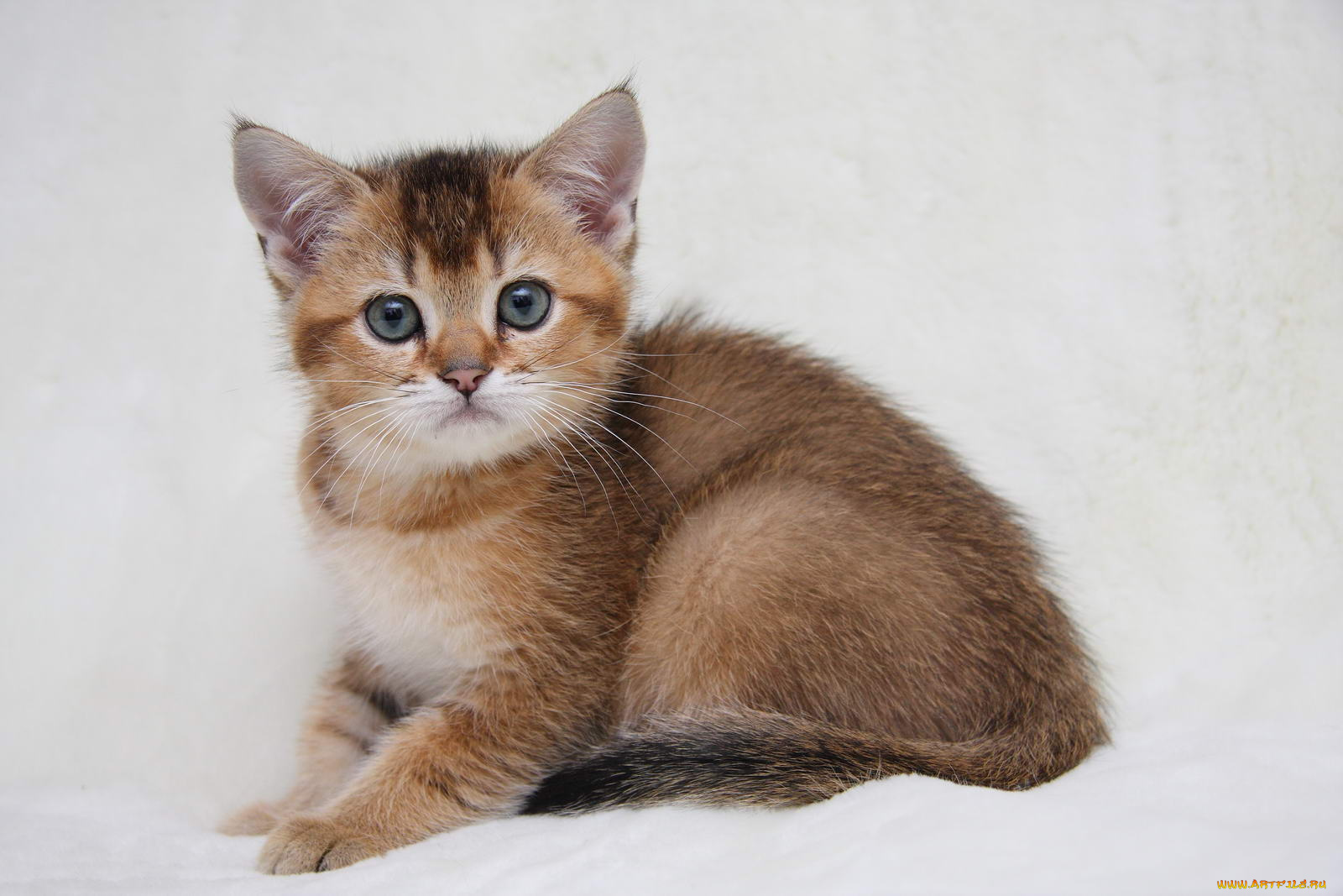 животные, коты, котенок