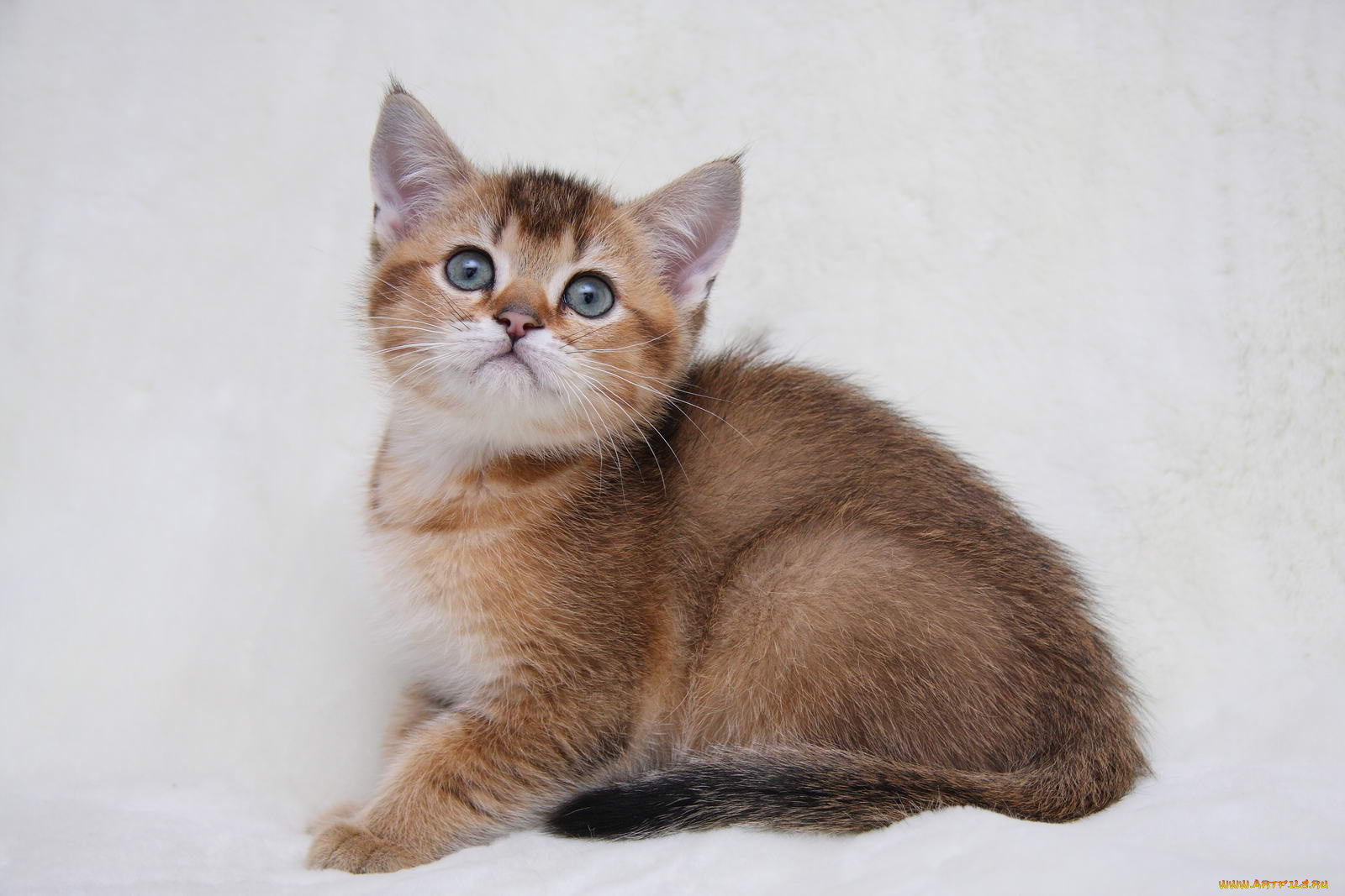 животные, коты, котенок