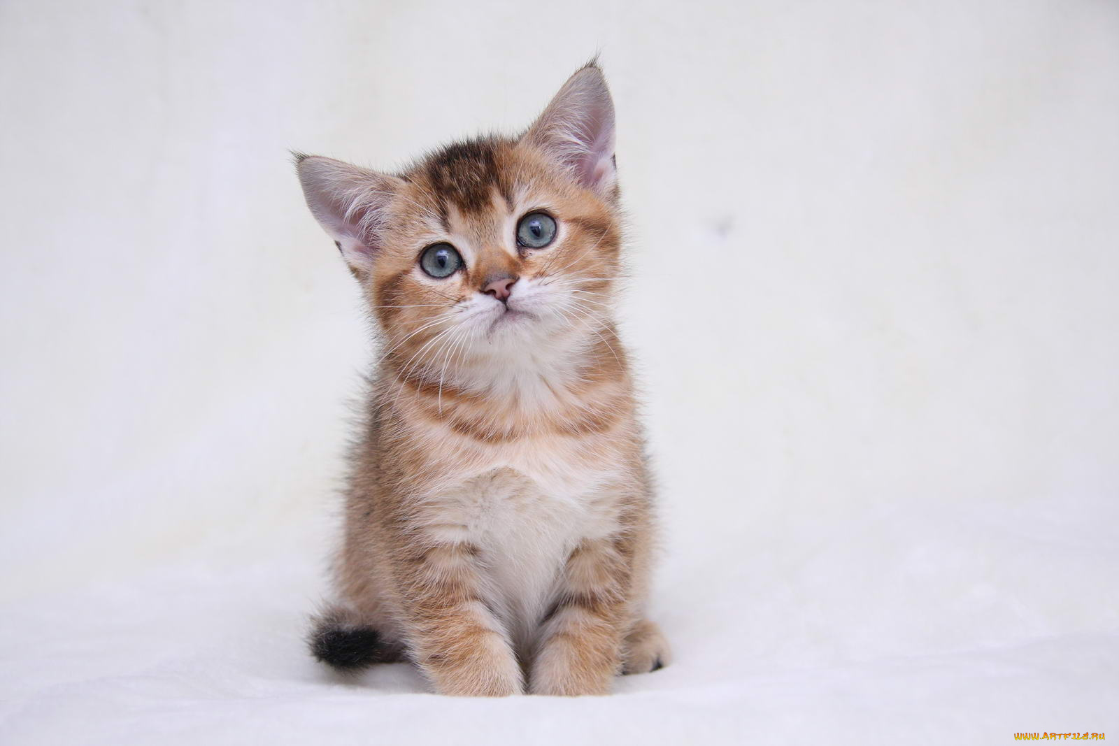 животные, коты, котик