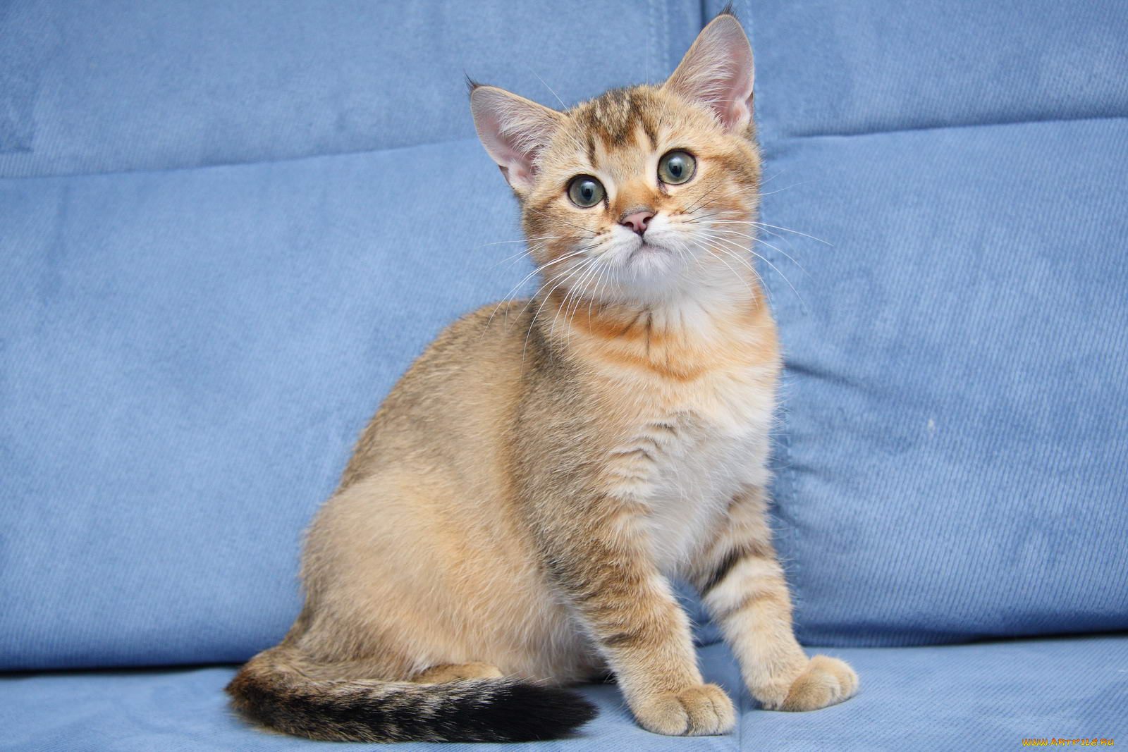 животные, коты, котик