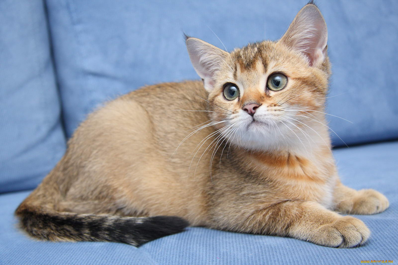 животные, коты, котик