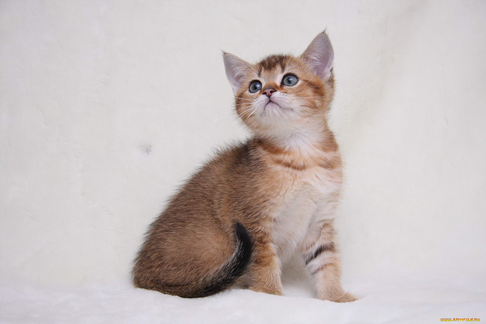 животные, коты, котик