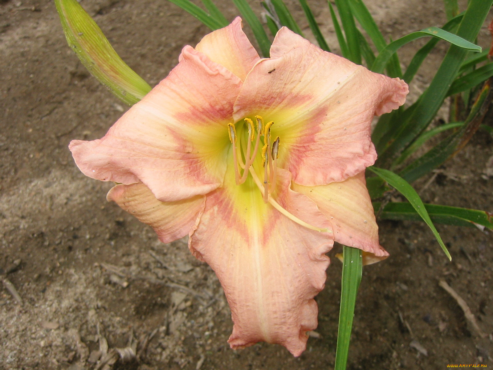 цветы, лилии, лилейники, лепестки