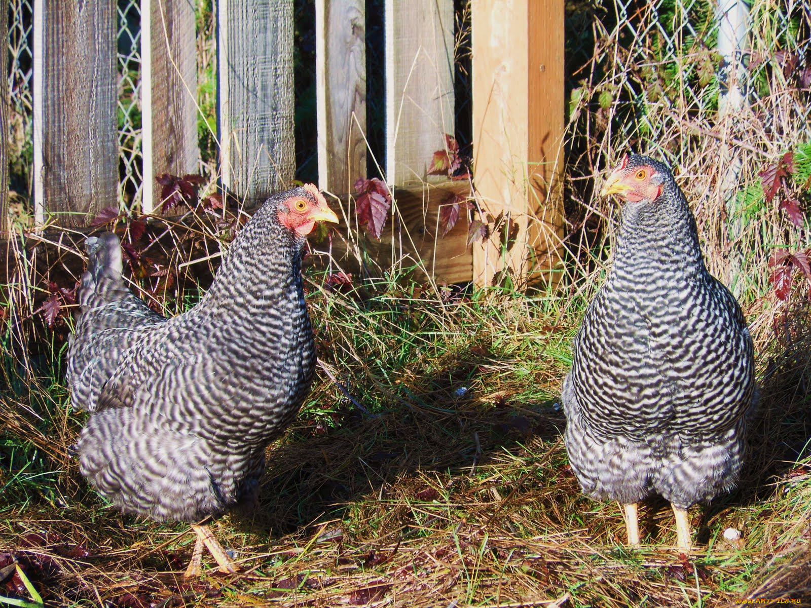 животные, куры, петухи, курицы