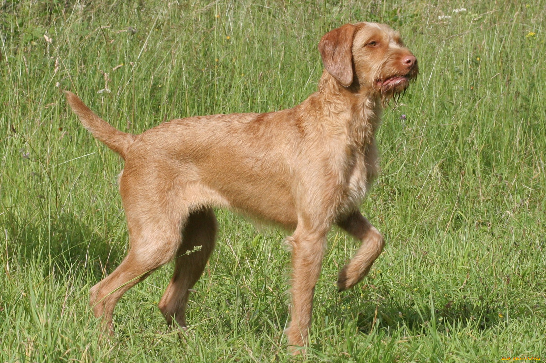 животные, собаки, трава