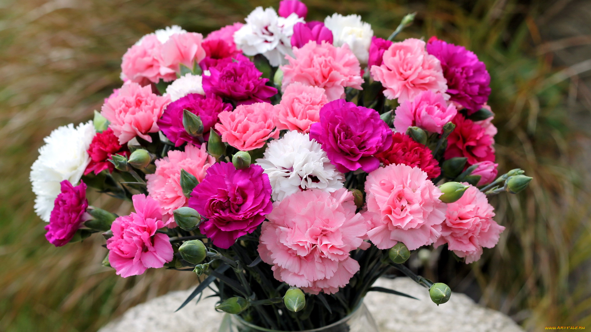 цветы, гвоздики