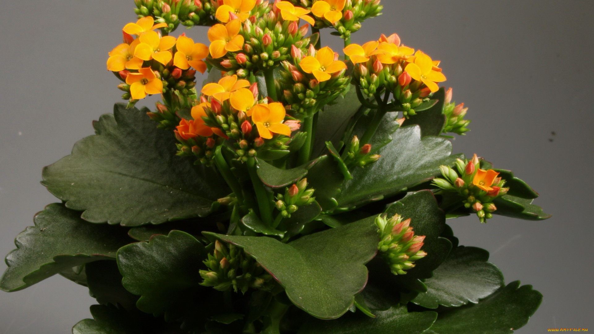 цветы, каланхоэ, каланхое