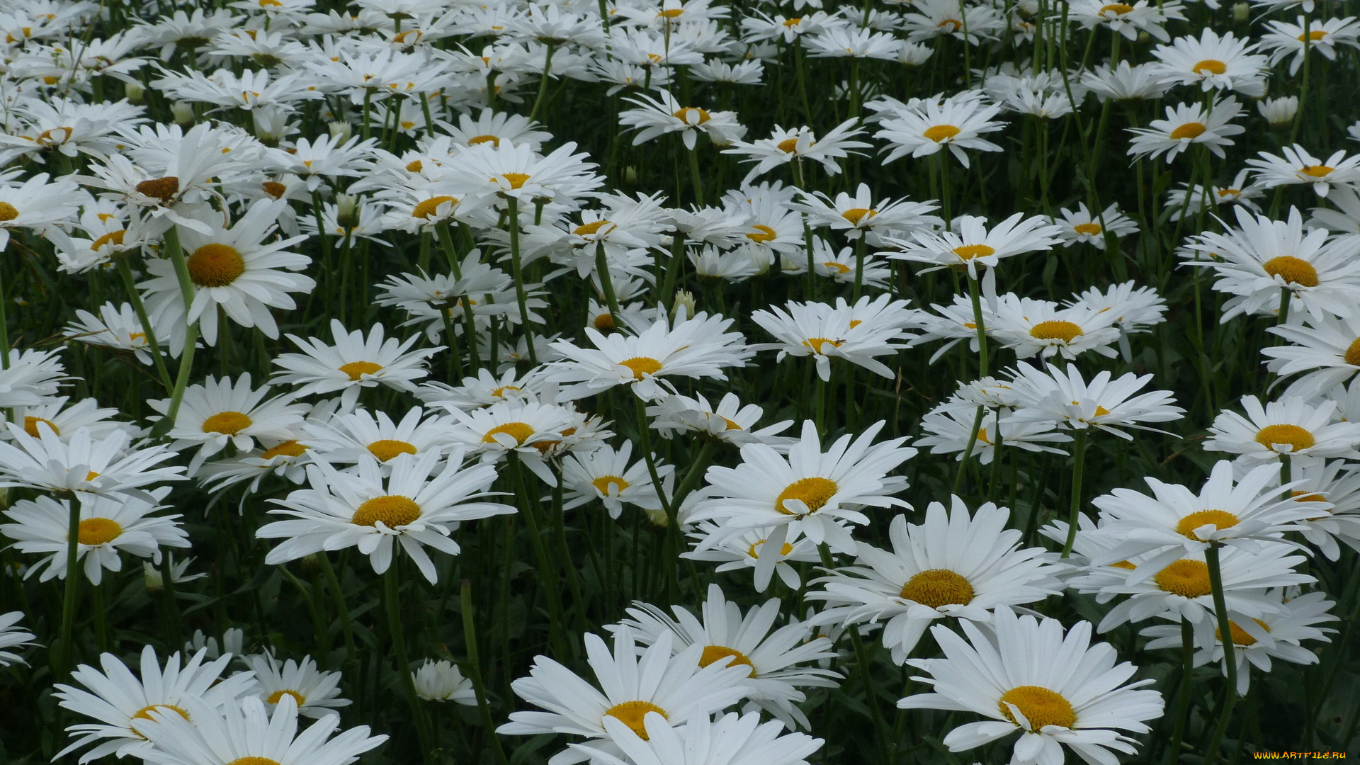 цветы, ромашки