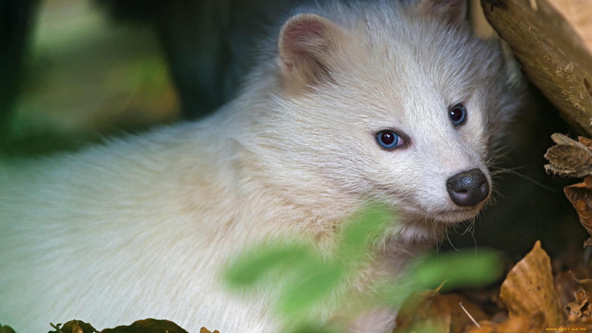 животные, еноты, белый, енот