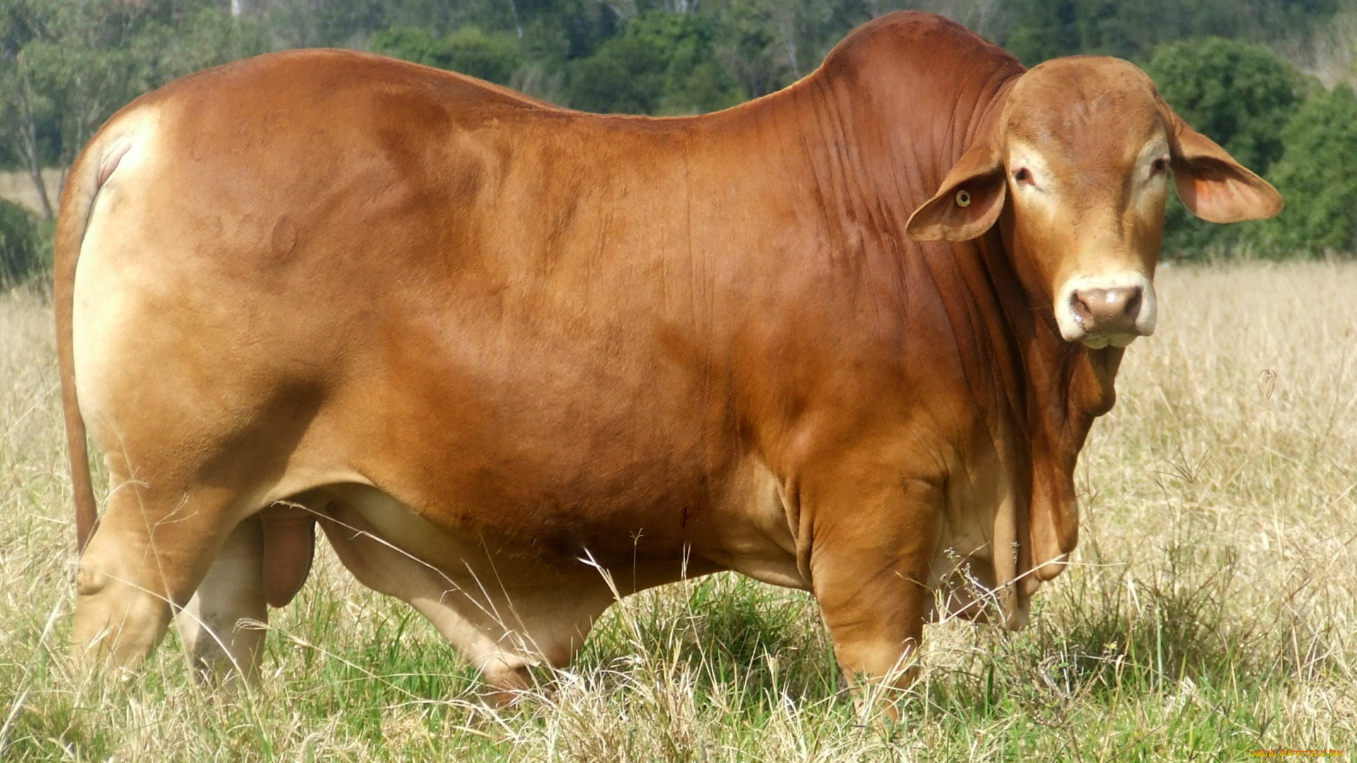 животные, коровы, буйволы, корова