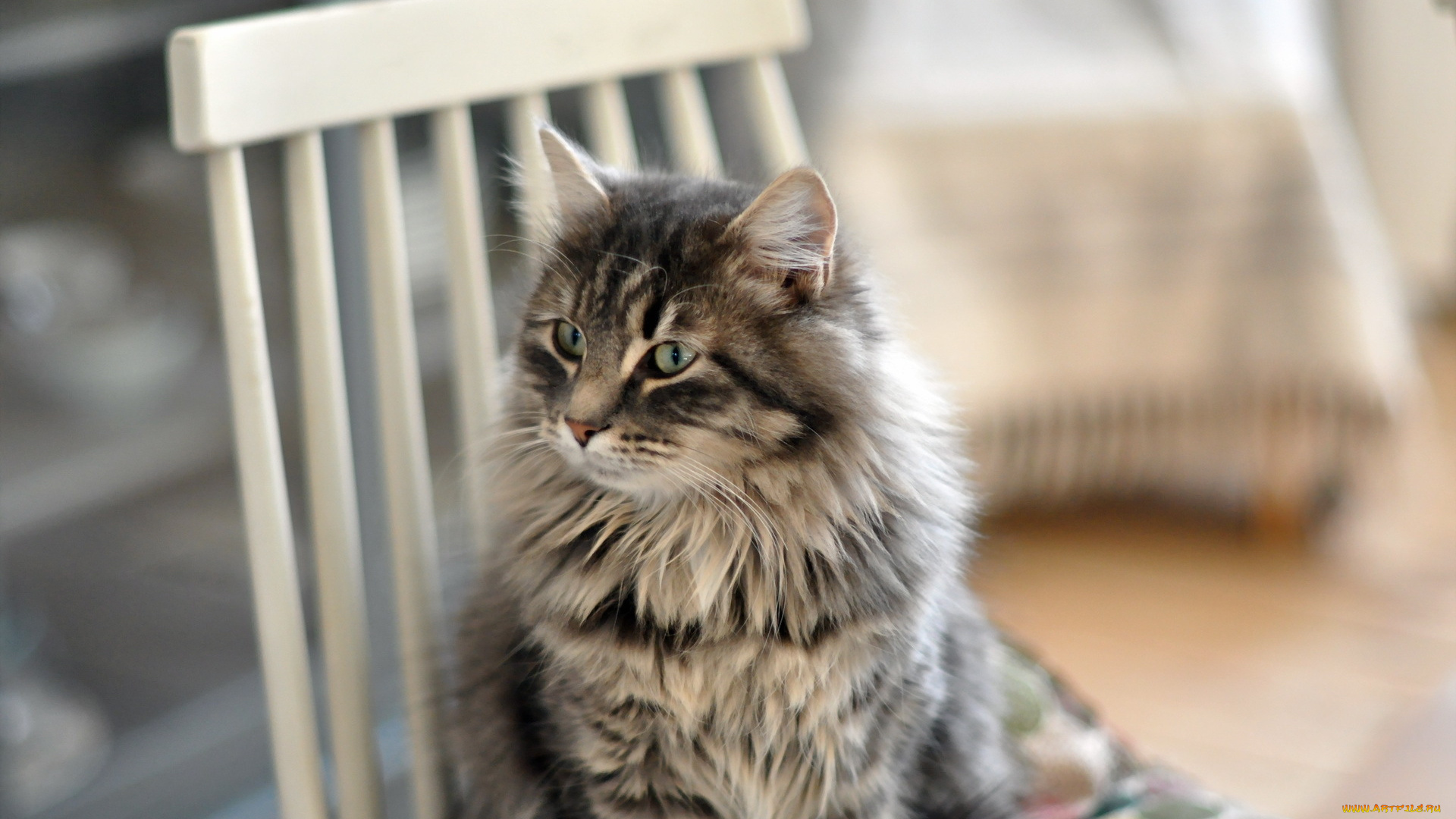 животные, коты, стул, фон, кошка