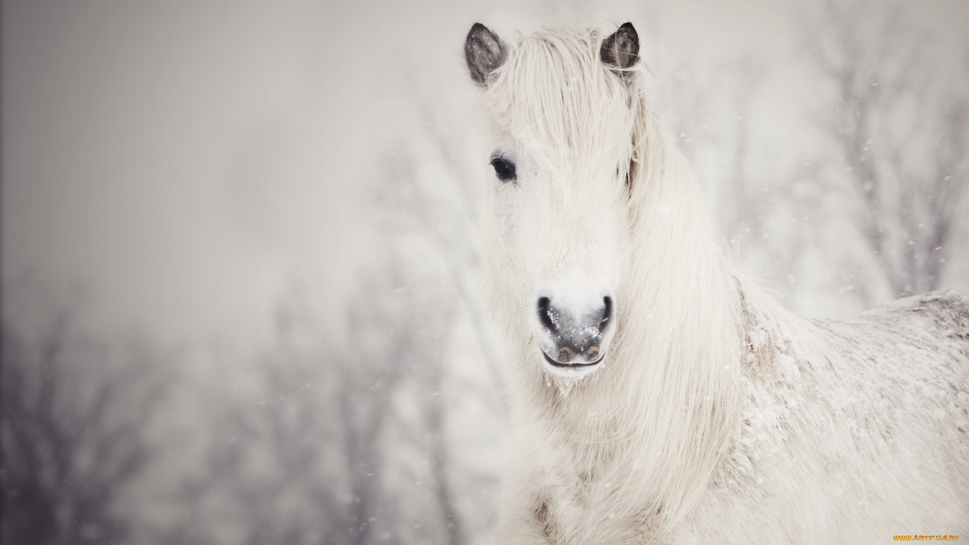 животные, лошади, лошадь, снег, белая, снежная