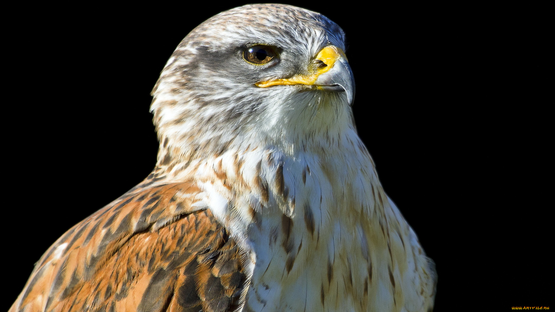 животные, птицы, хищники, птица, орёл, фон