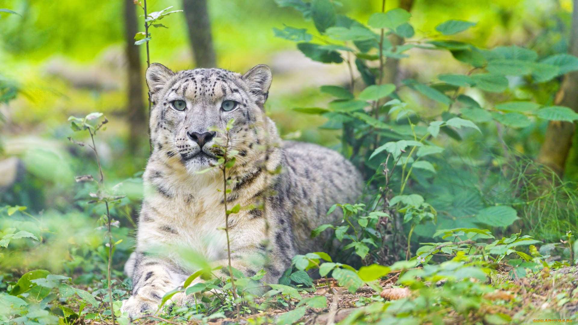 животные, снежный, барс, ирбис, лес