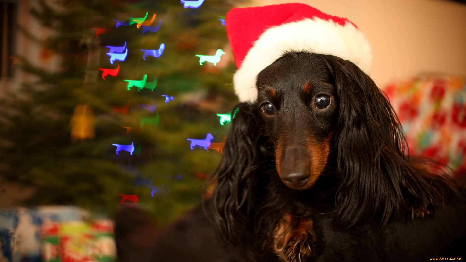 животные, собаки, праздник, фон, собака
