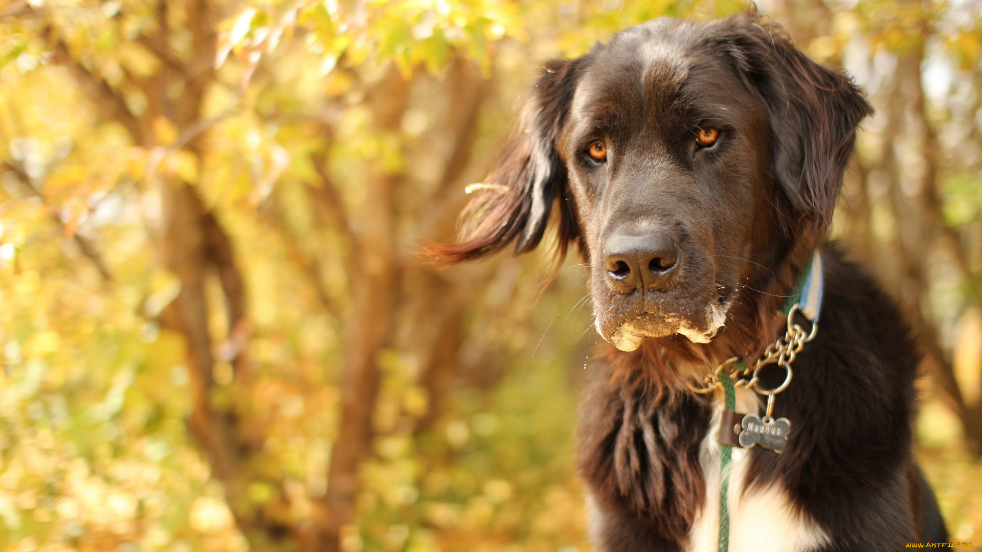 животные, собаки, собака, взгляд