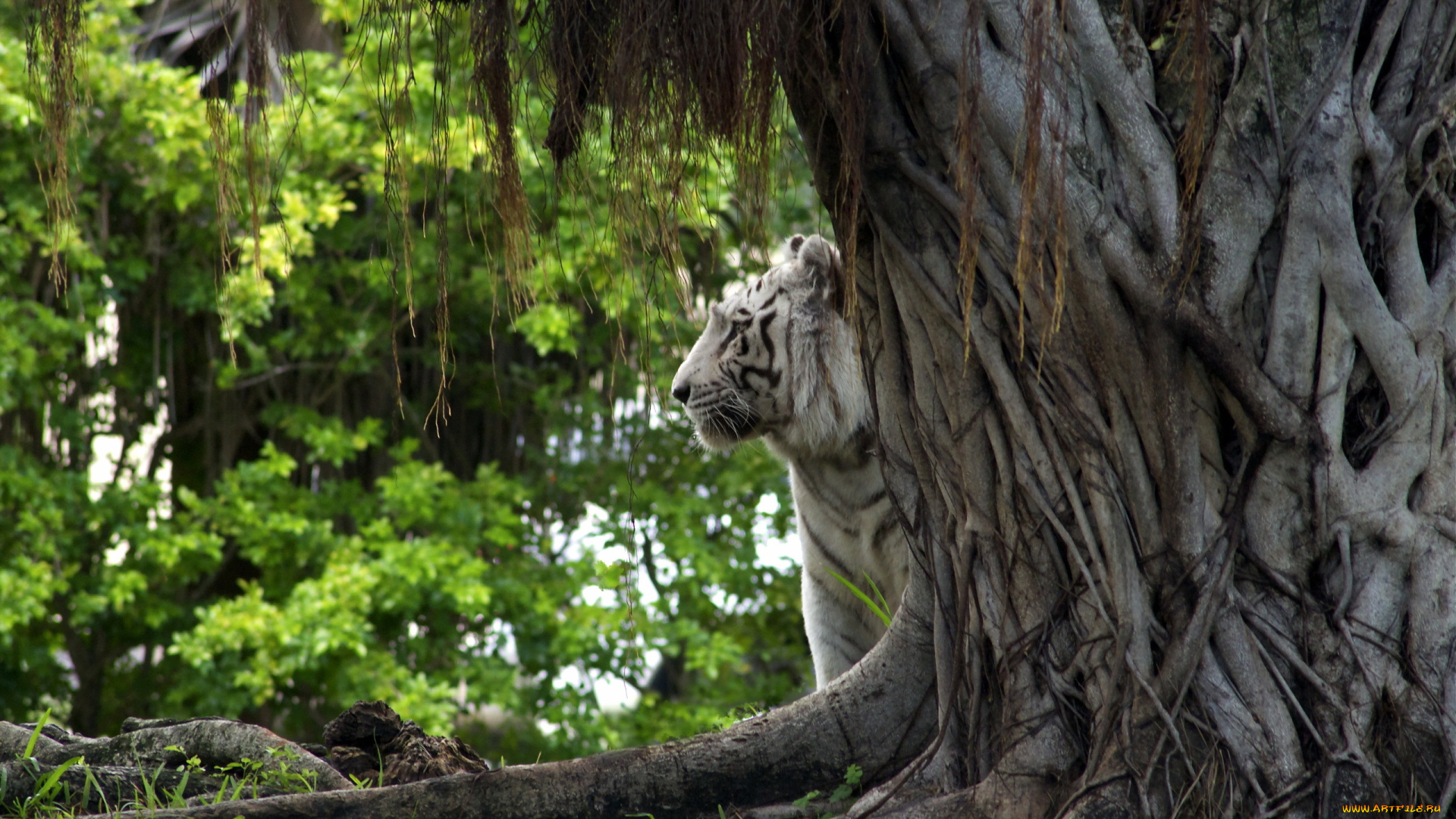 животные, тигры, природа, дерево, тигр