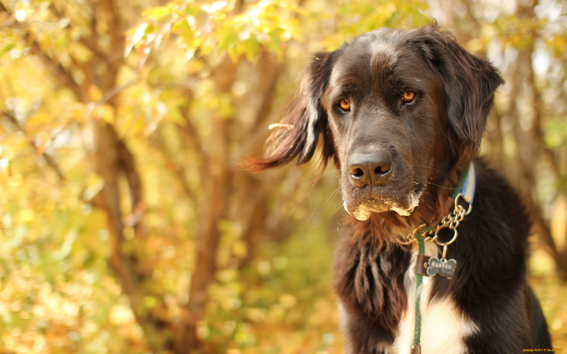 животные, собаки, собака, взгляд