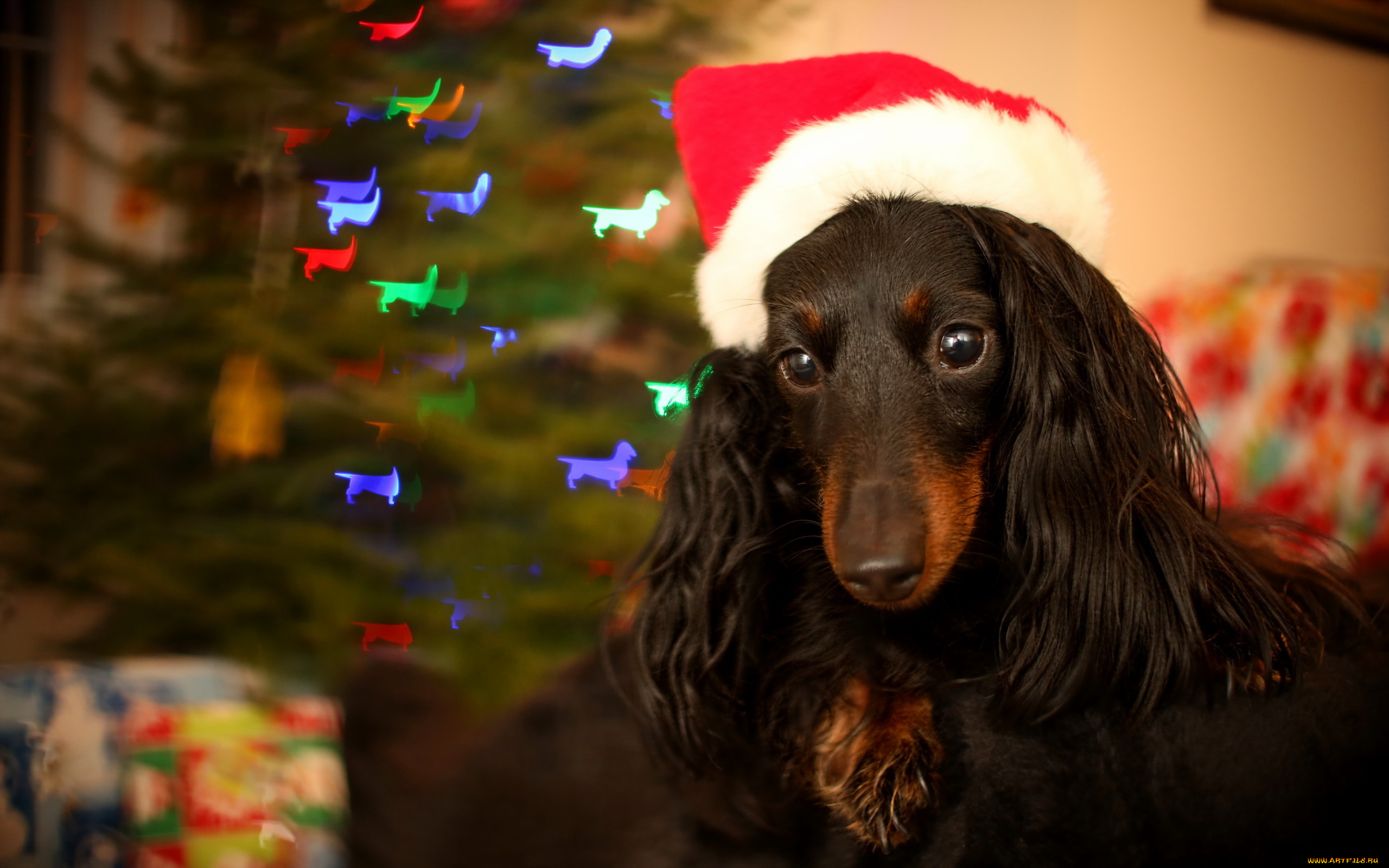 животные, собаки, праздник, фон, собака
