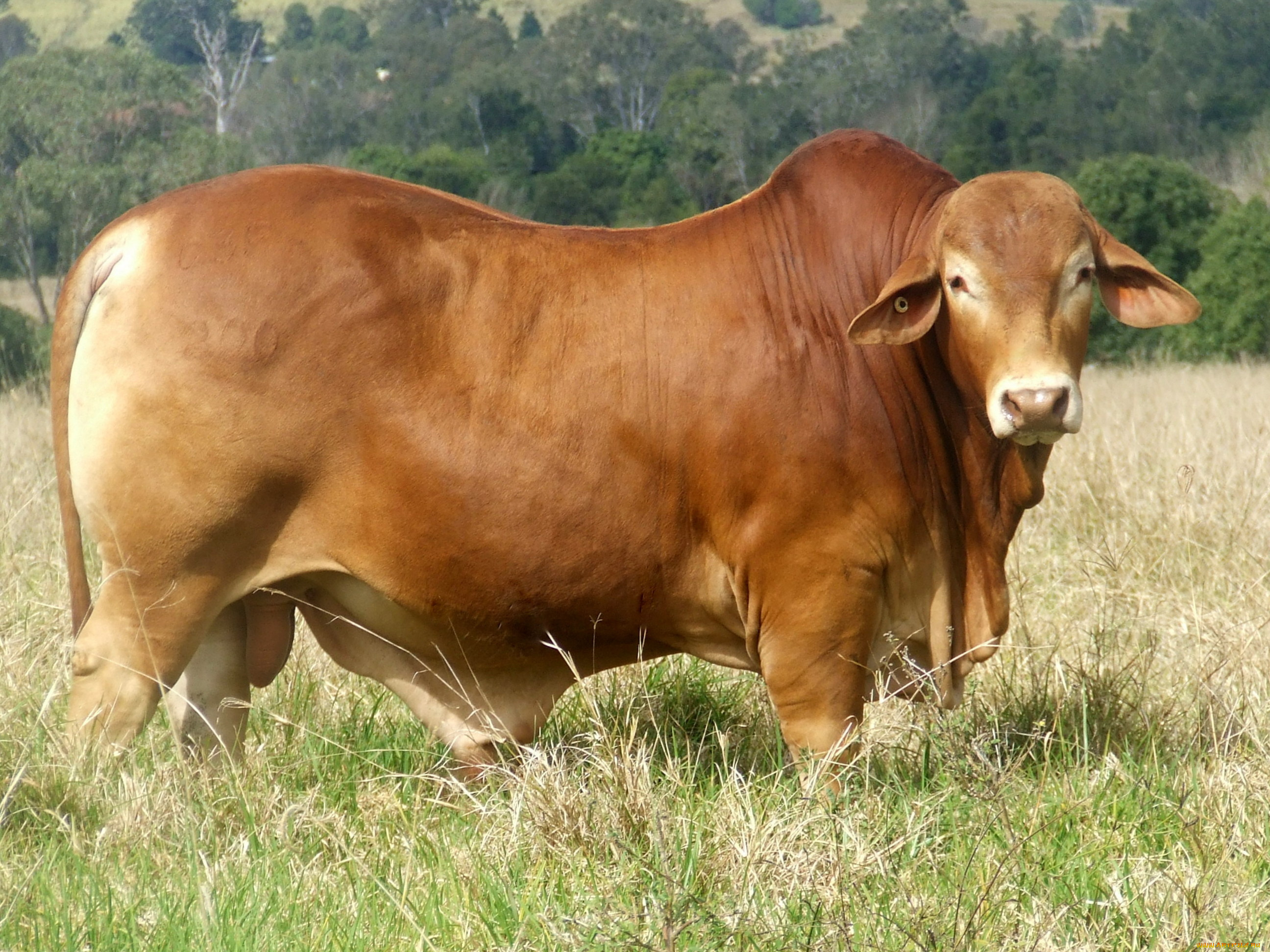 животные, коровы, буйволы, корова