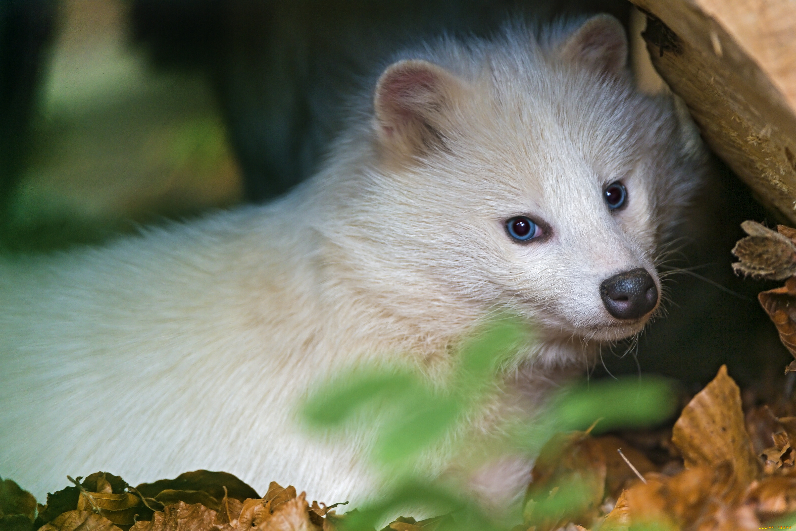 животные, еноты, белый, енот