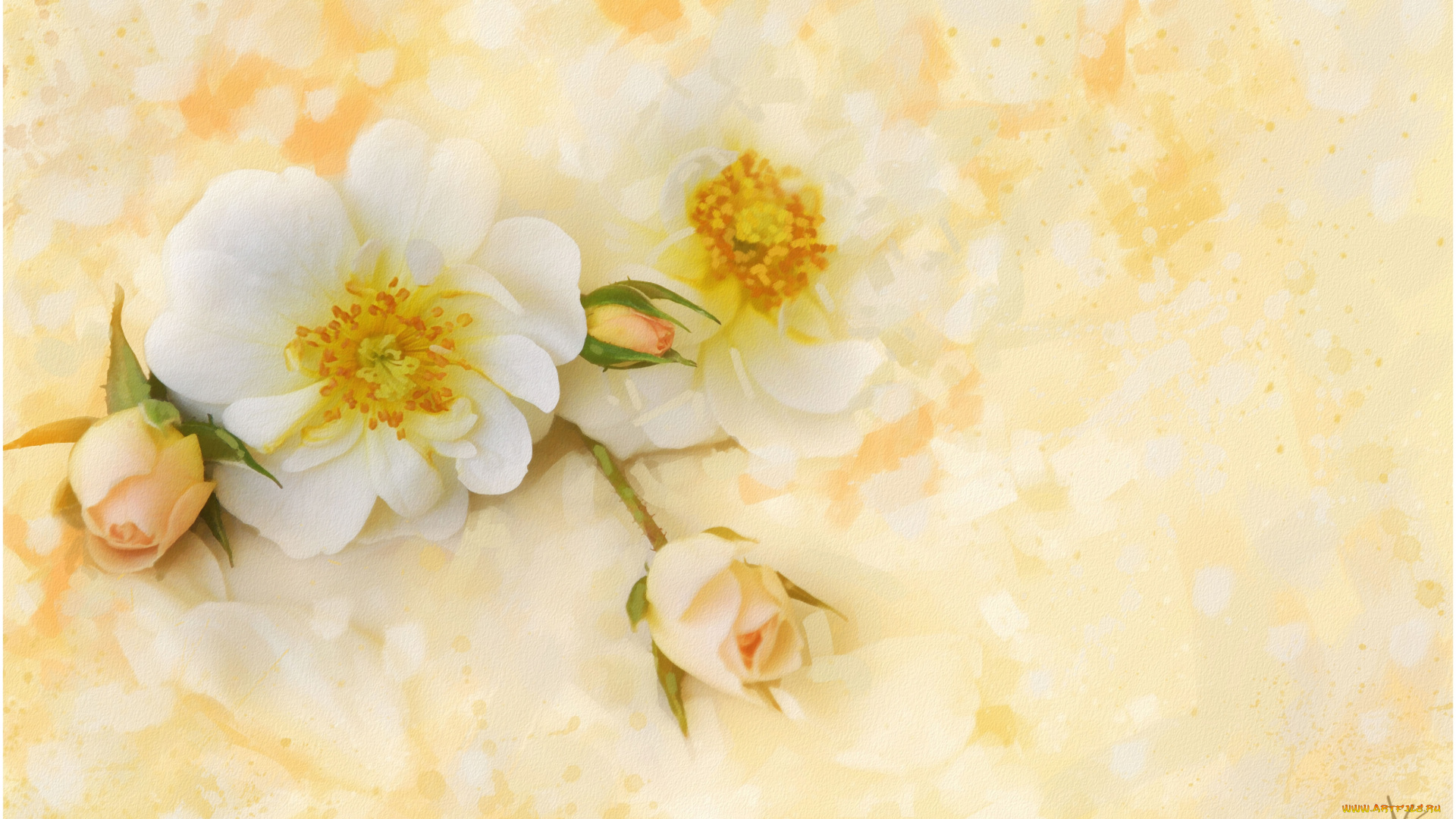 рисованные, цветы, розы