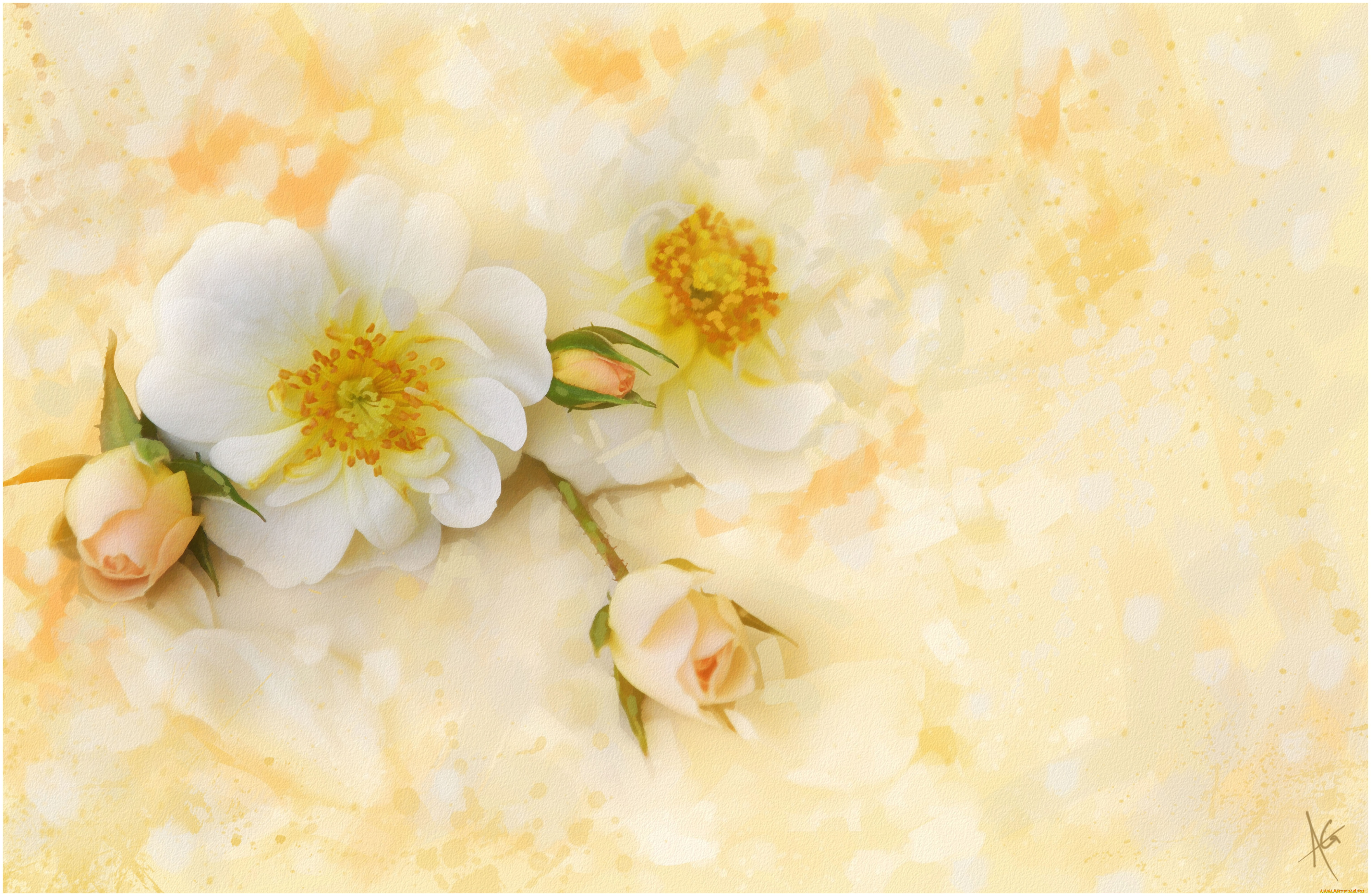 рисованные, цветы, розы