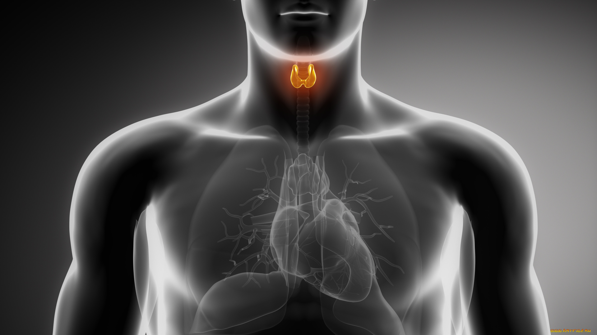 3д, графика, другое, , other, щитовидная, железа, органы, легкие, сердце