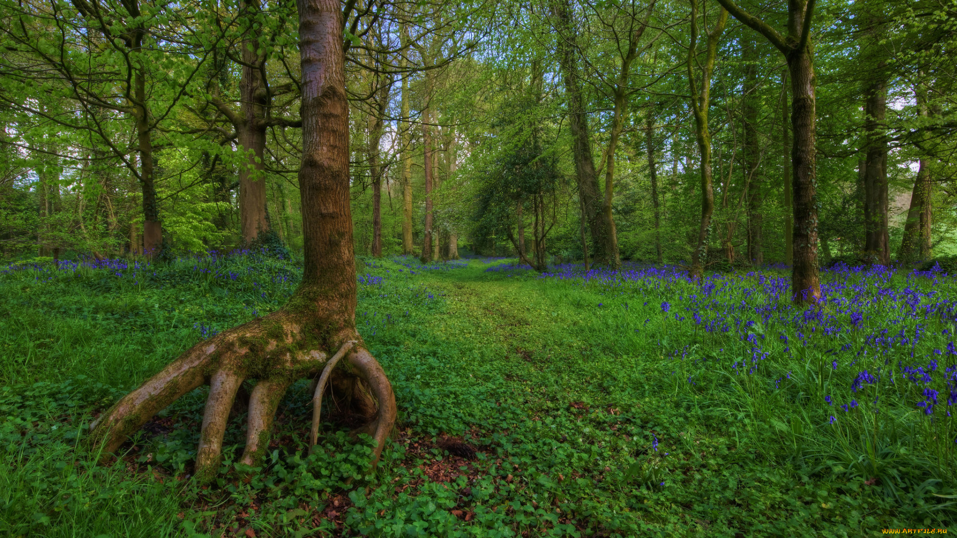 природа, дороги, трава, лес, тропинка