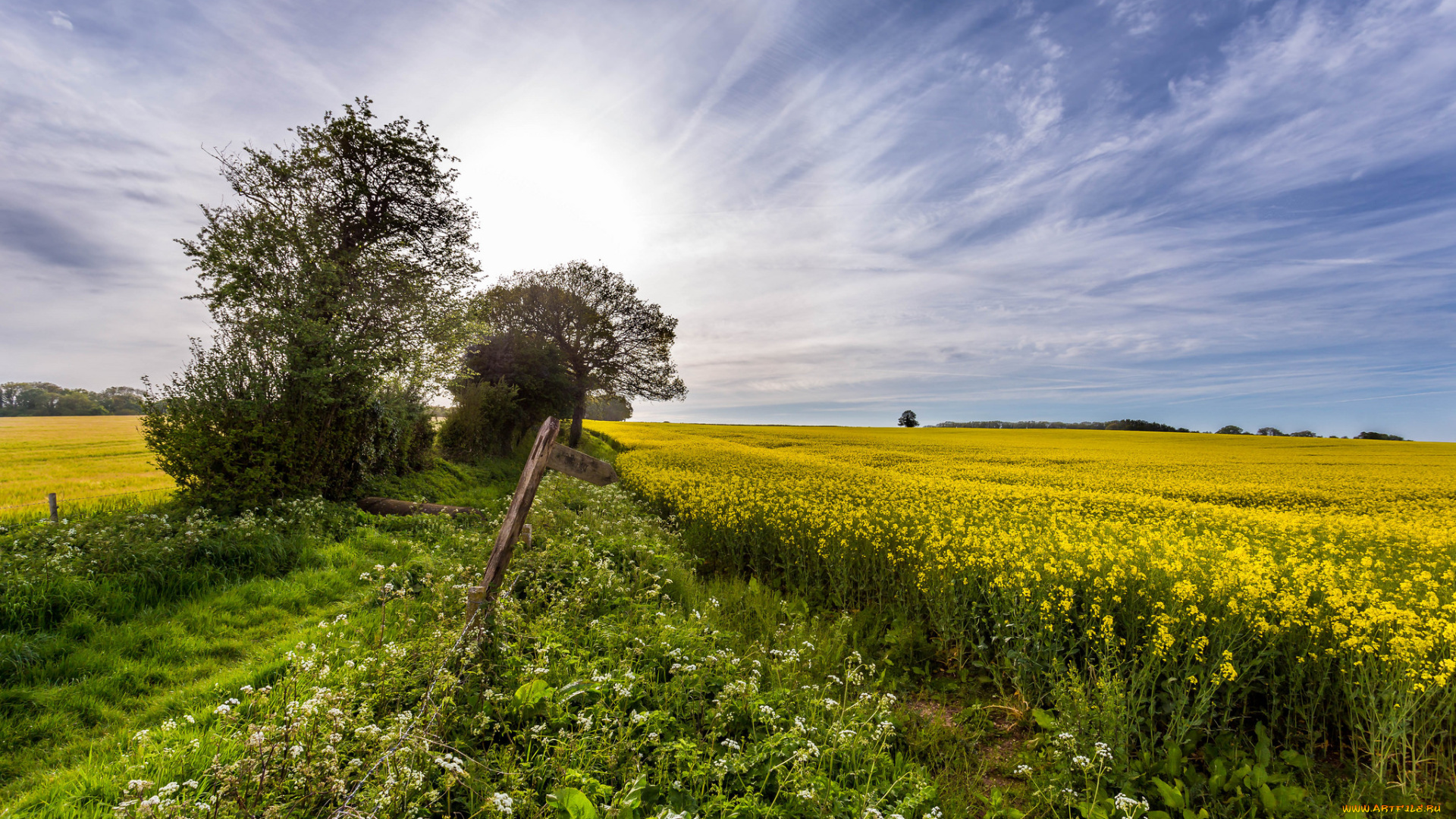 природа, поля, поле, цветы