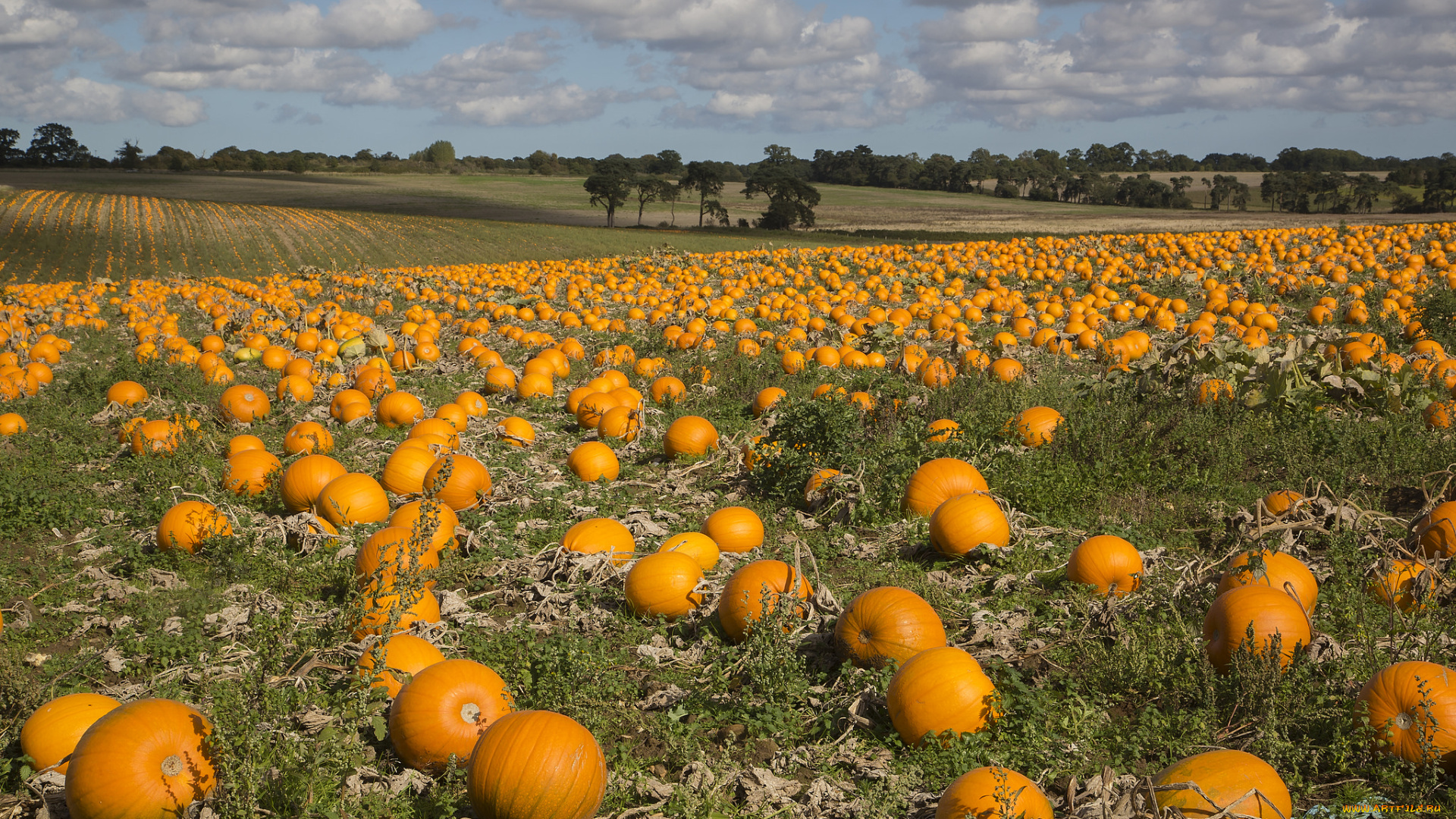 природа, поля, поле, тыквы