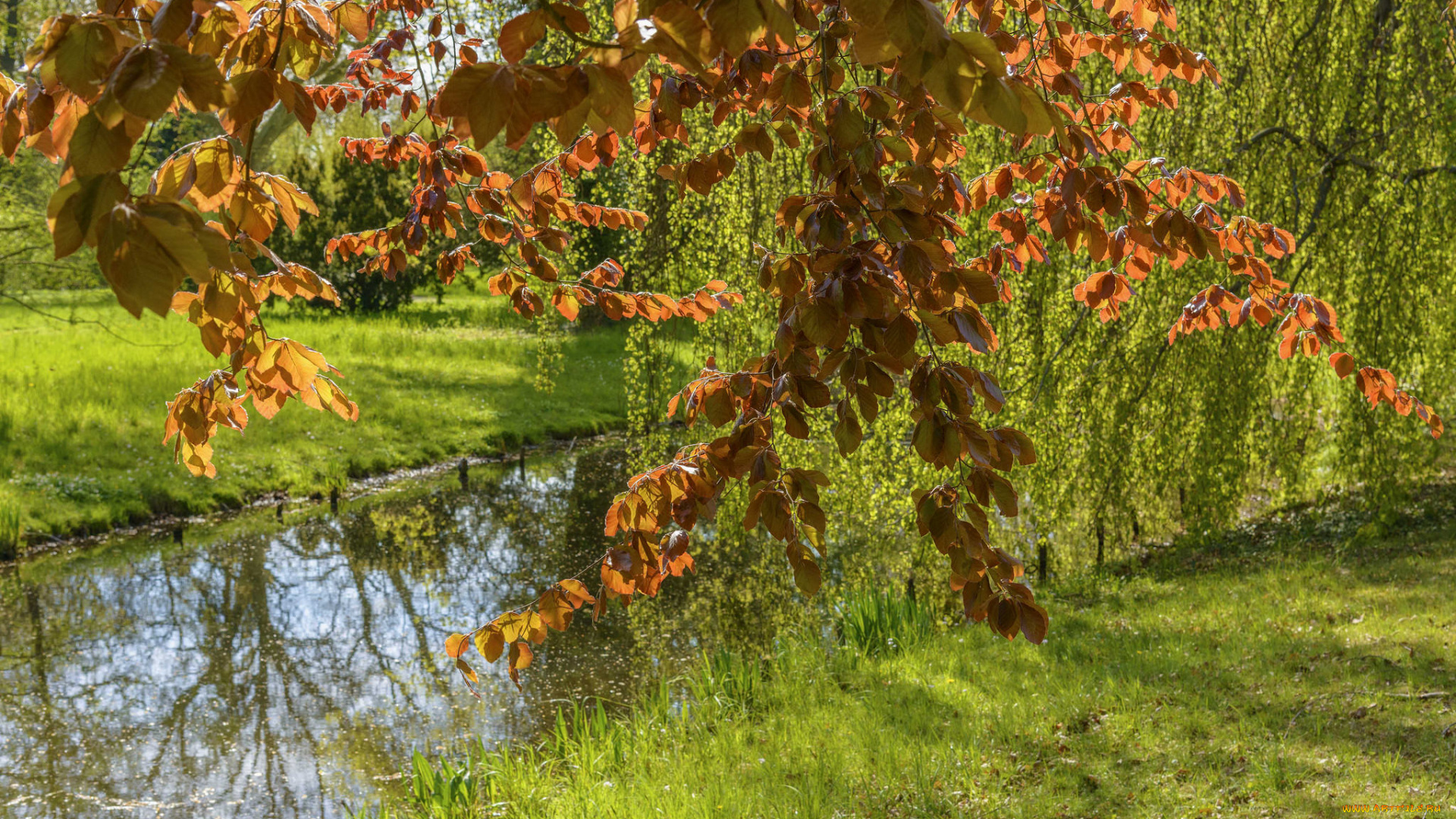 природа, реки, озера, река, лес