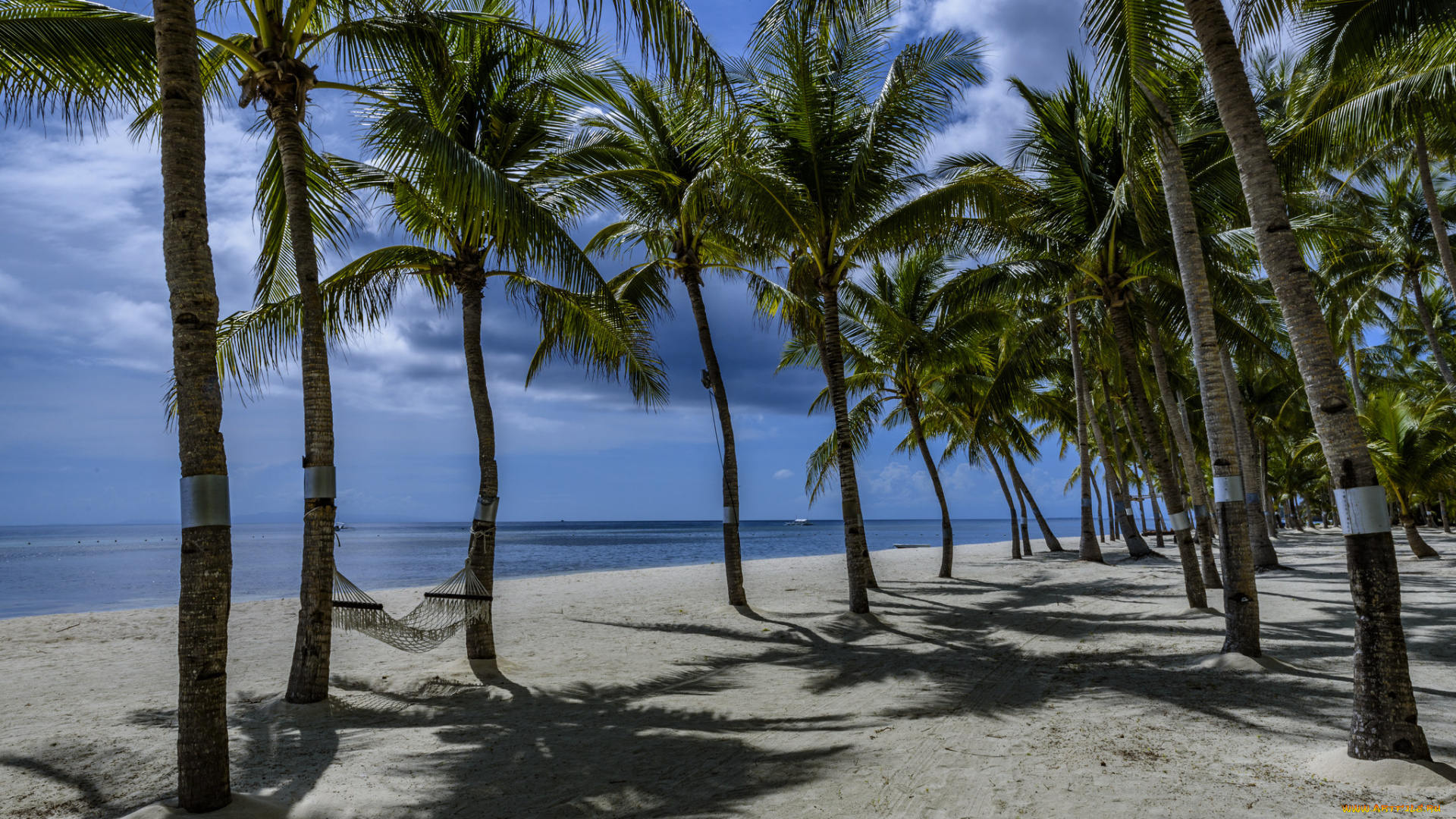 природа, тропики, пальмы