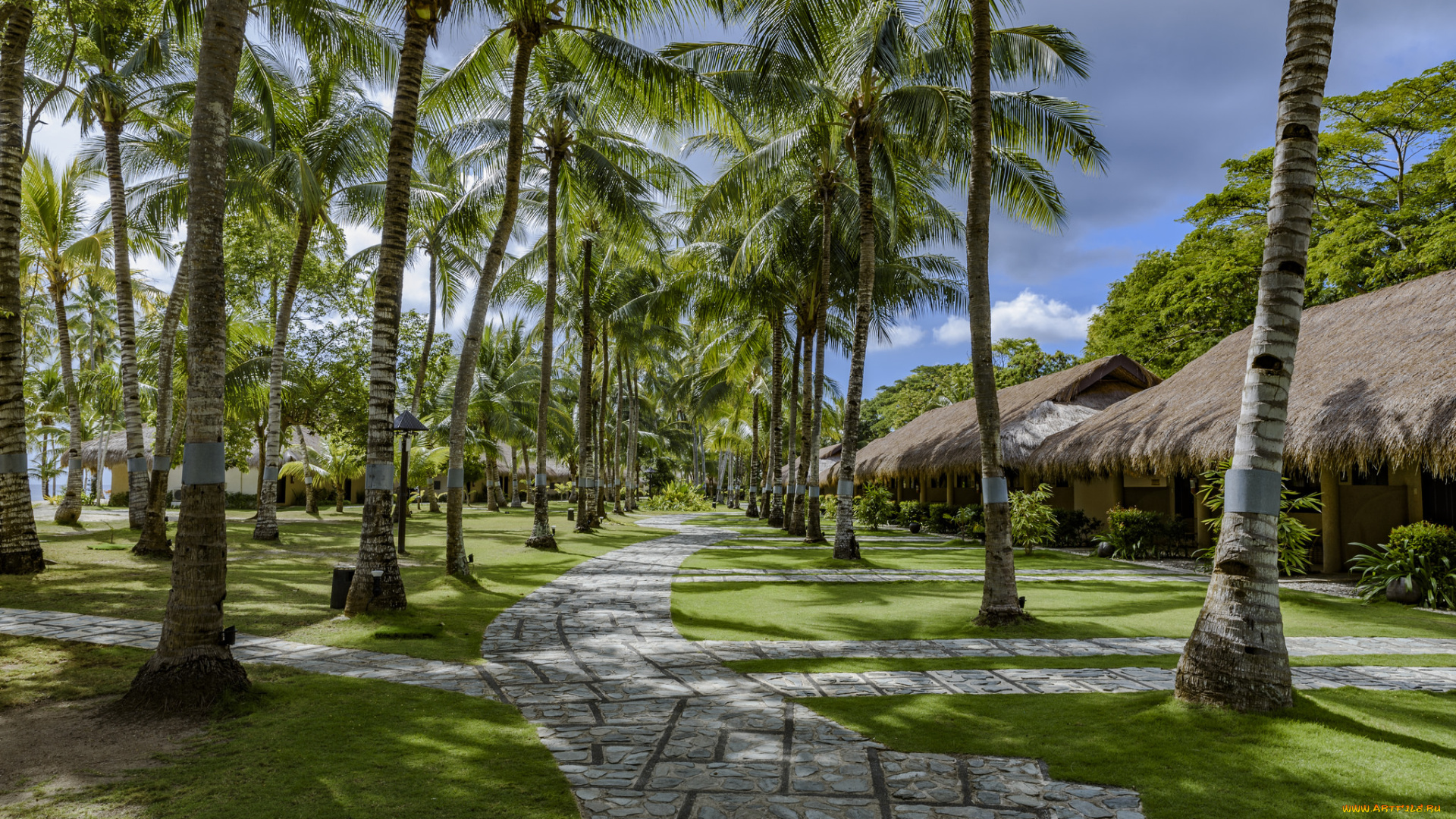 природа, тропики, пальмы