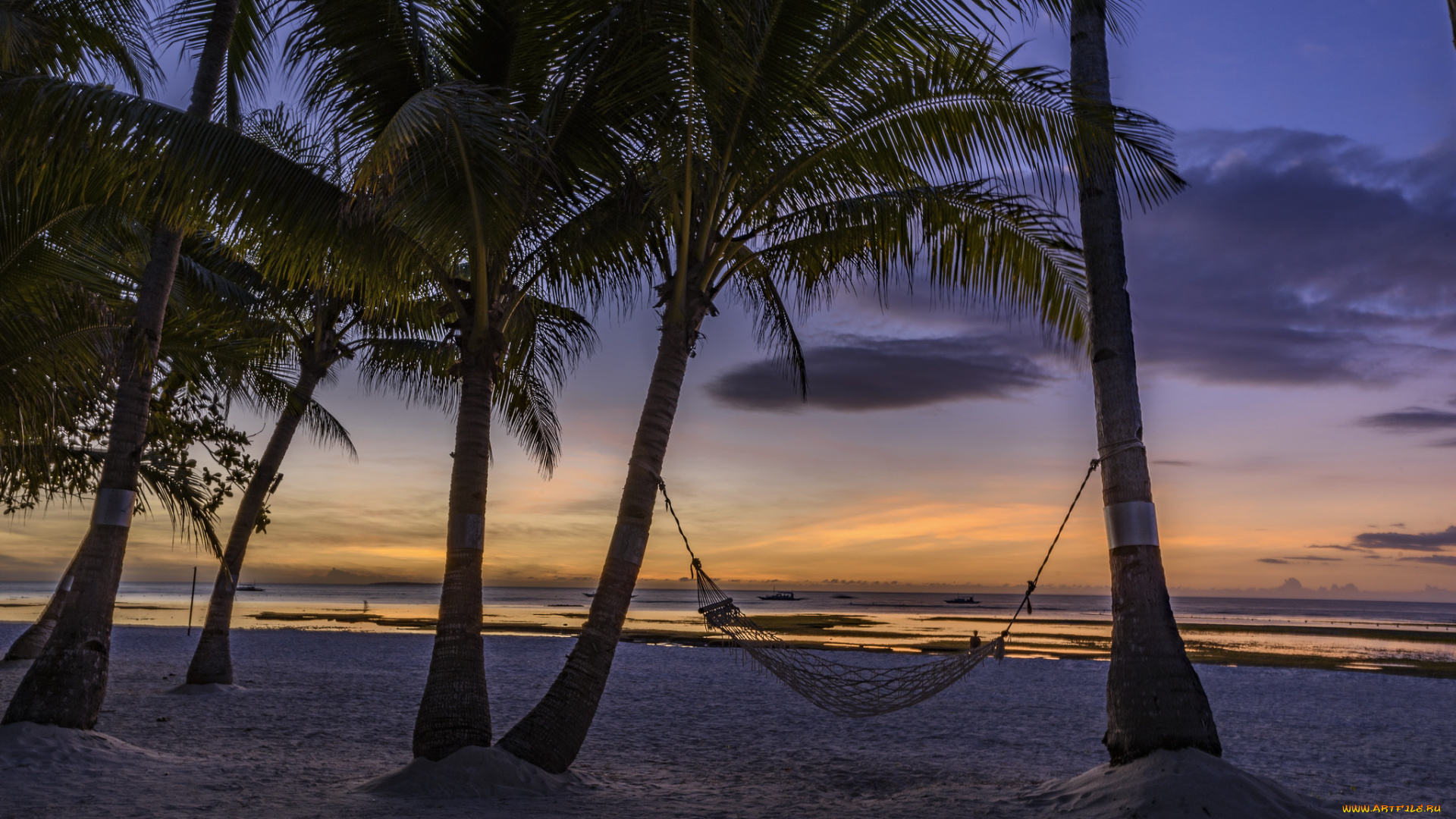 природа, тропики, пальмы