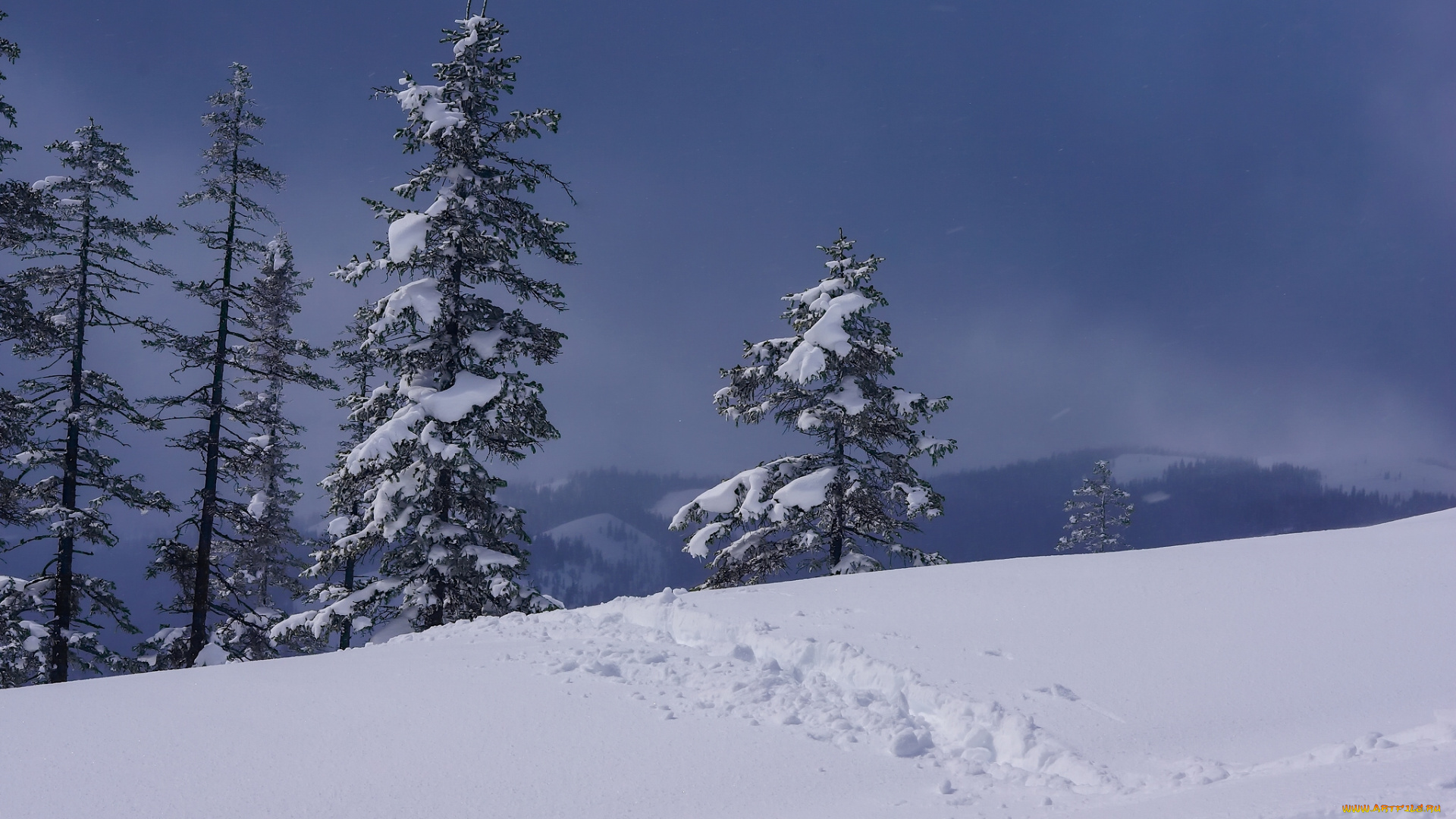 природа, зима, россия, деревья, хабаровский, край, снег