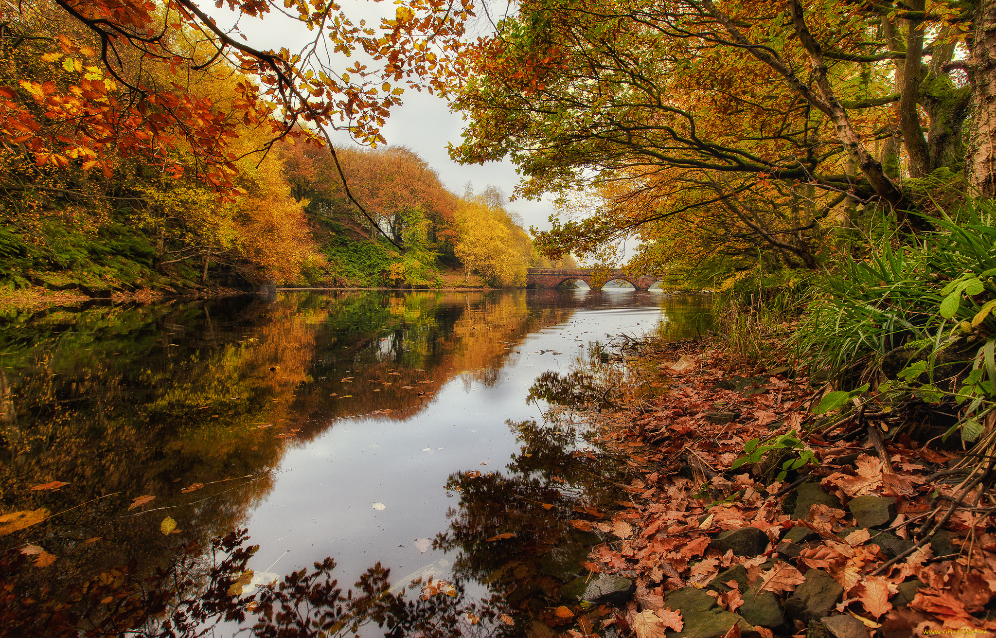 природа, реки, озера, река, лес