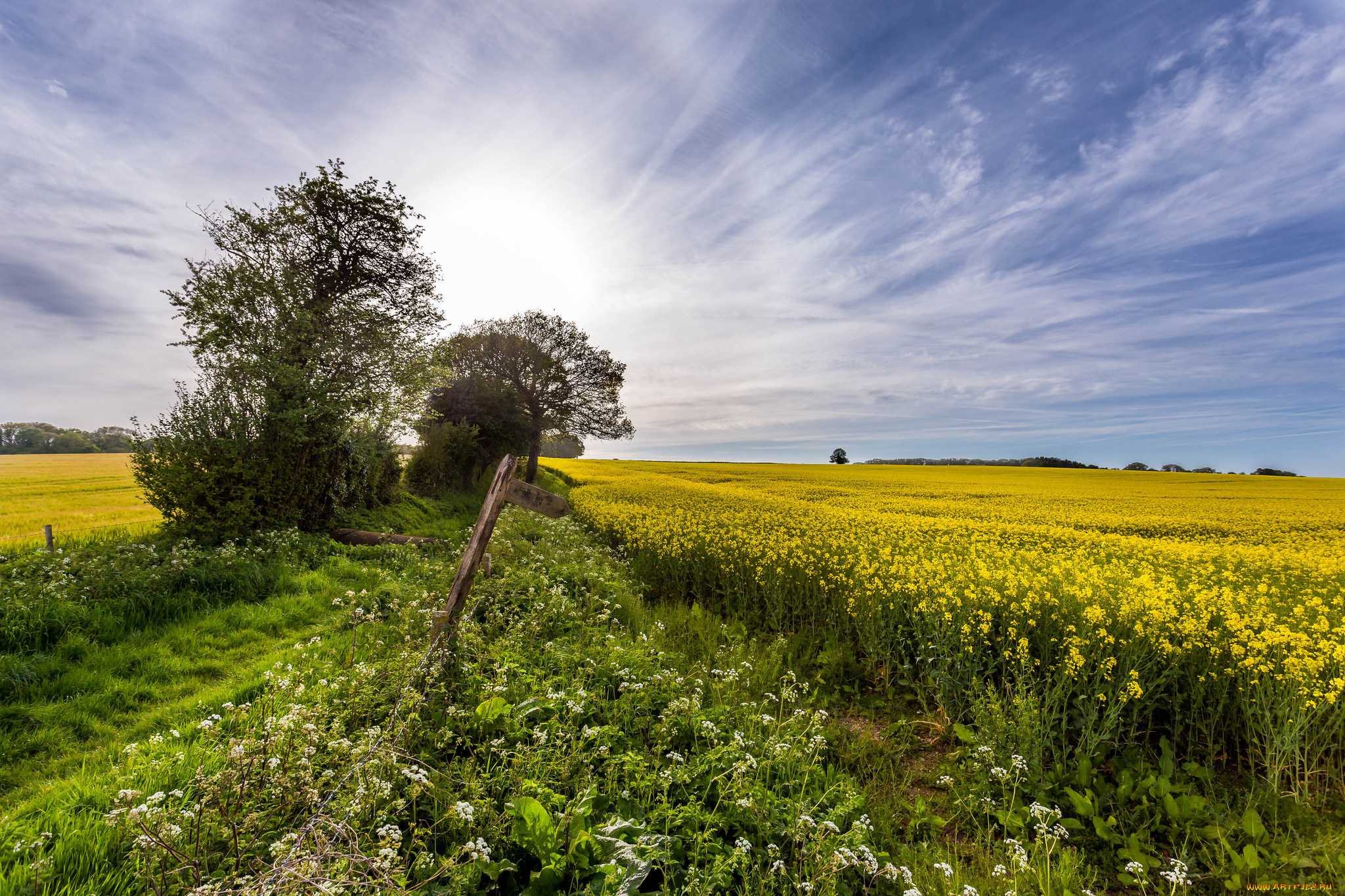 природа, поля, поле, цветы