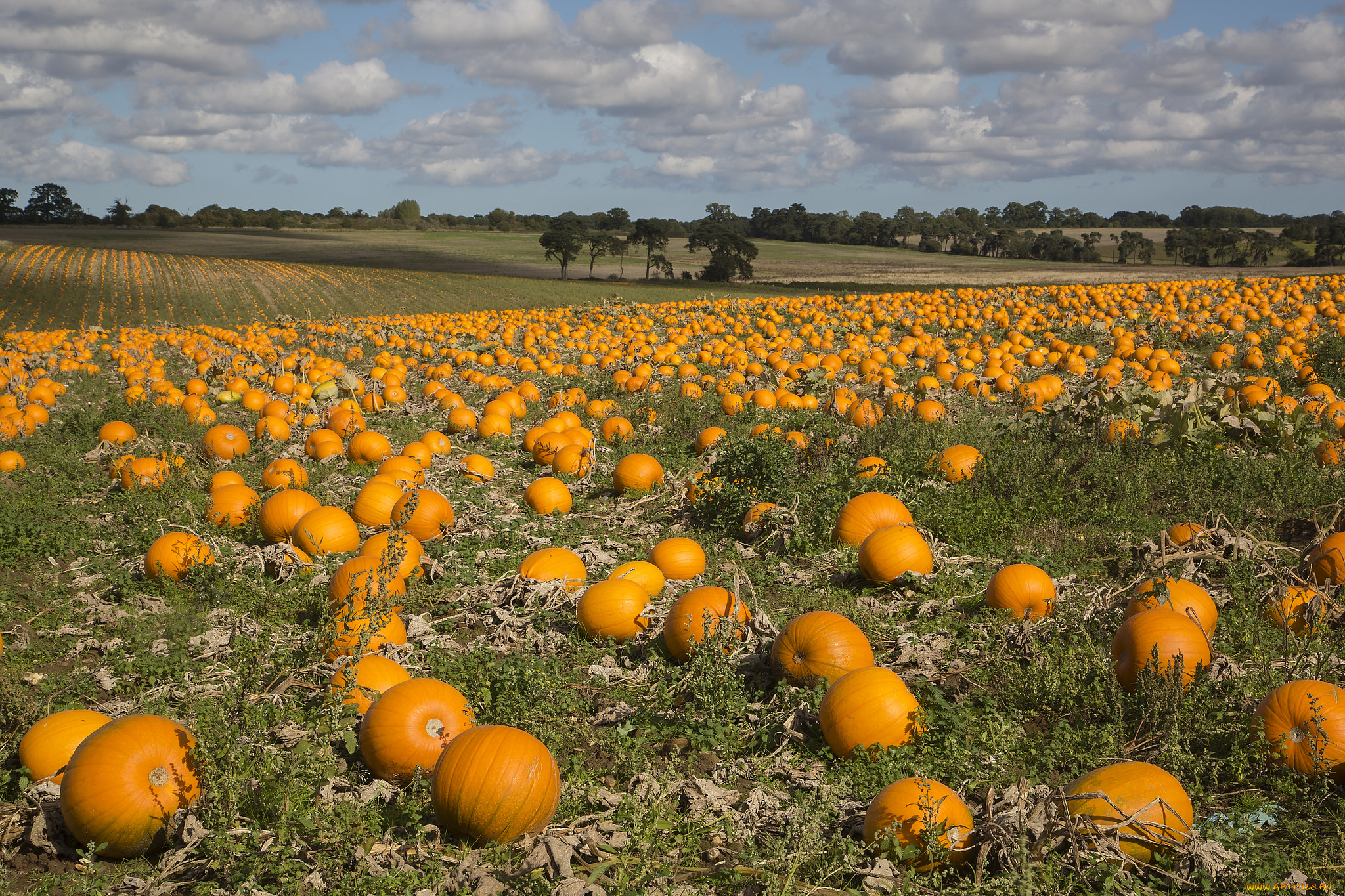 природа, поля, поле, тыквы