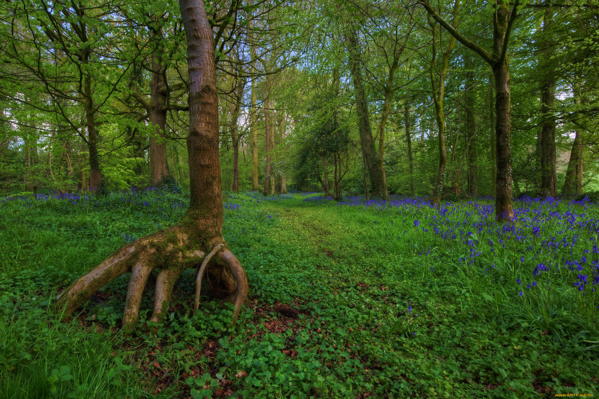 природа, дороги, трава, лес, тропинка